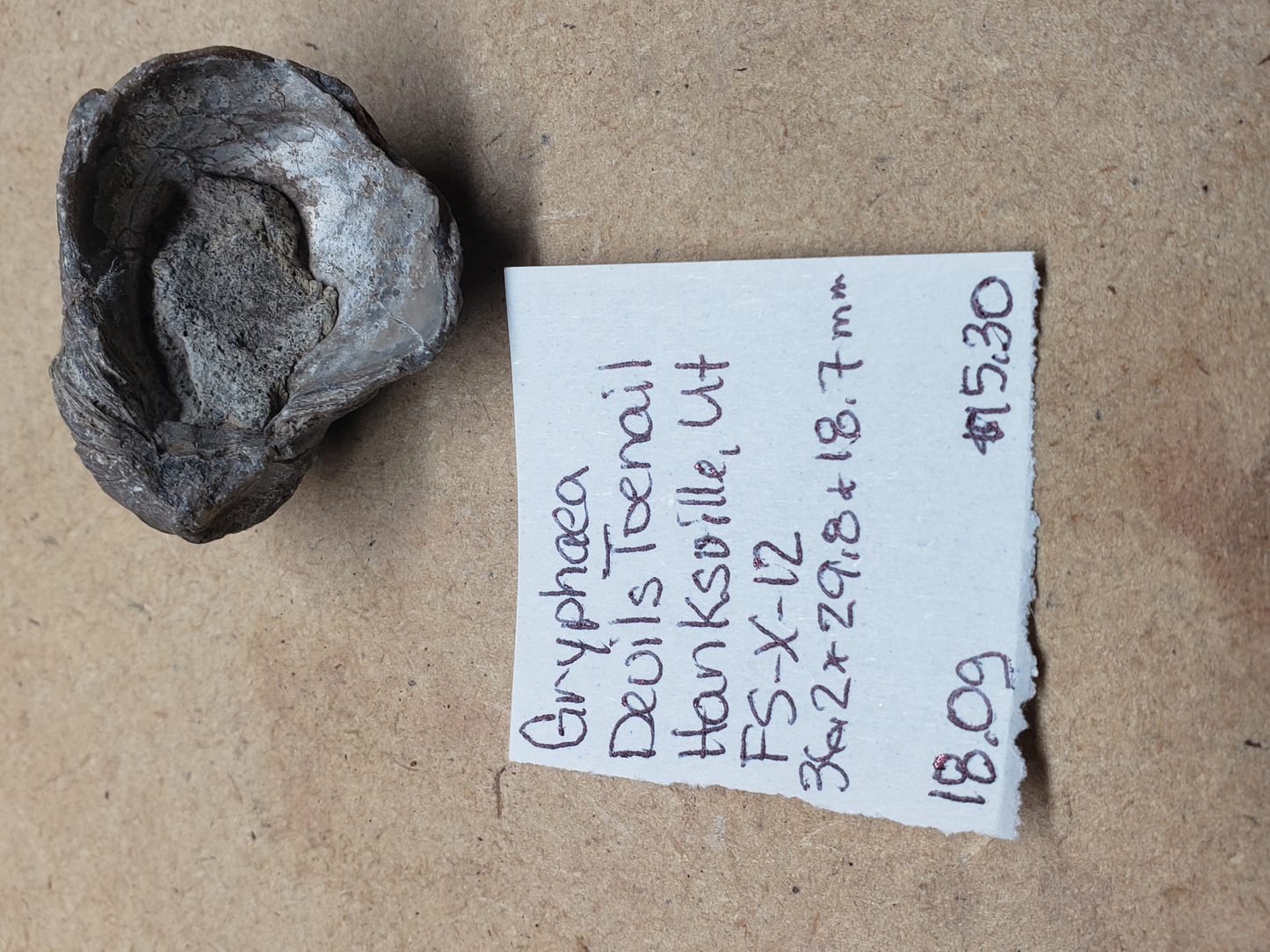 Gryphaea - Devil's Toenails FS-x-dt-12