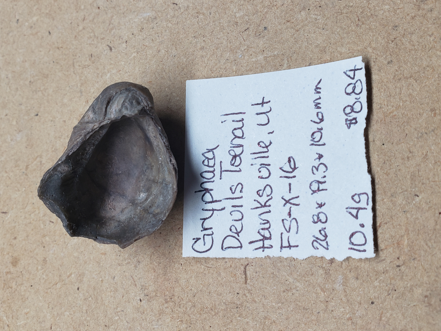 Gryphaea - Devil's Toenails FS-x-dt-16