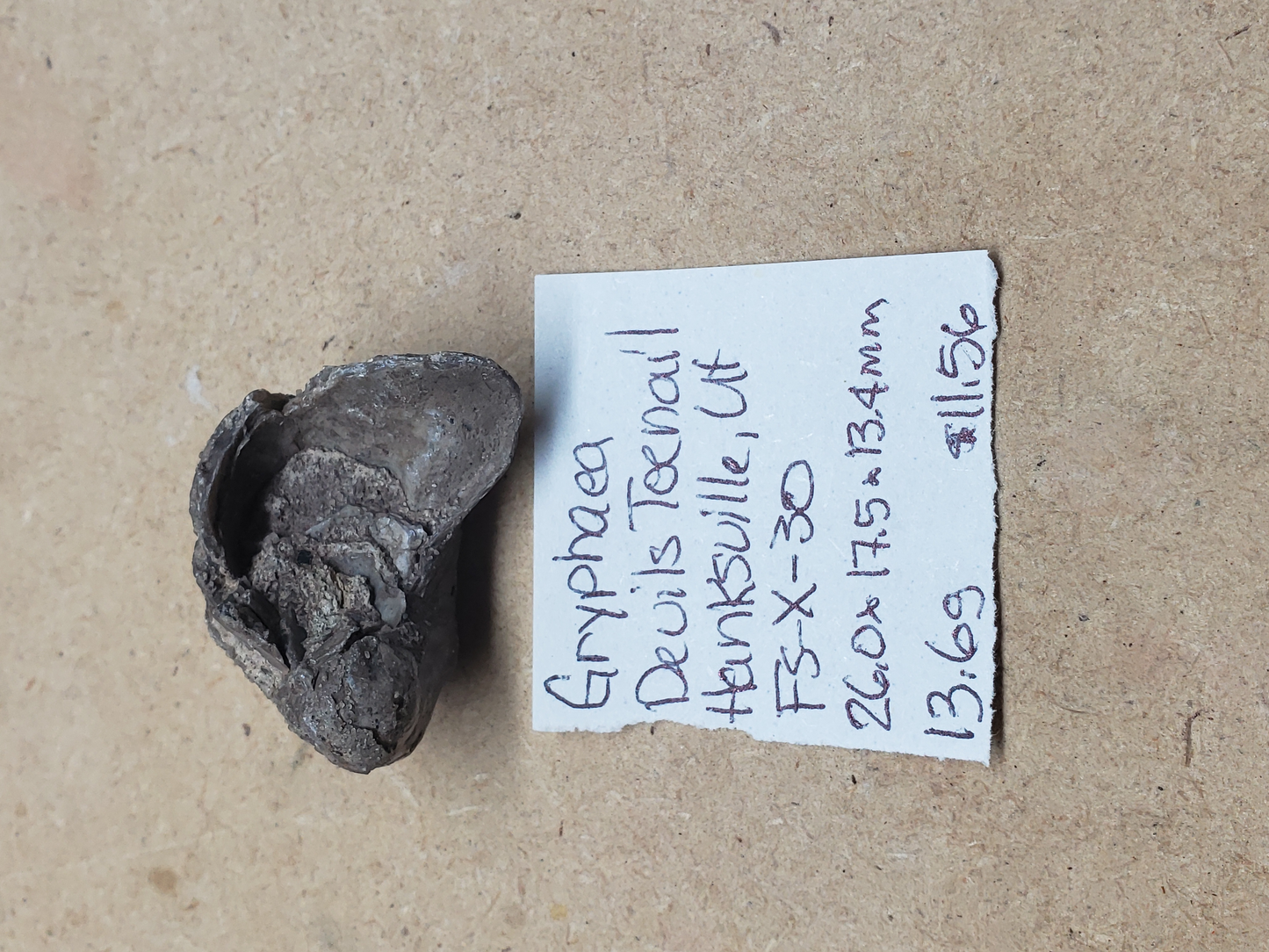 Gryphaea - Devil's Toenails FS-x-dt-30