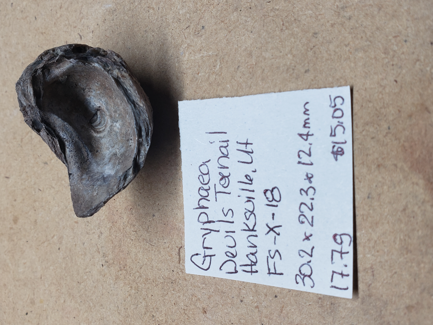 Gryphaea - Devil's Toenails FS-x-dt-18