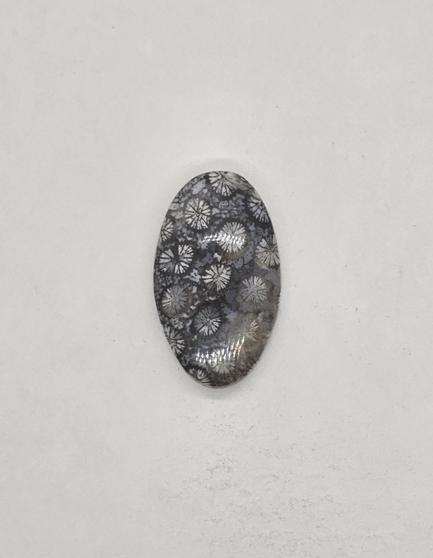 Petrified Coral FS-x-x-00139