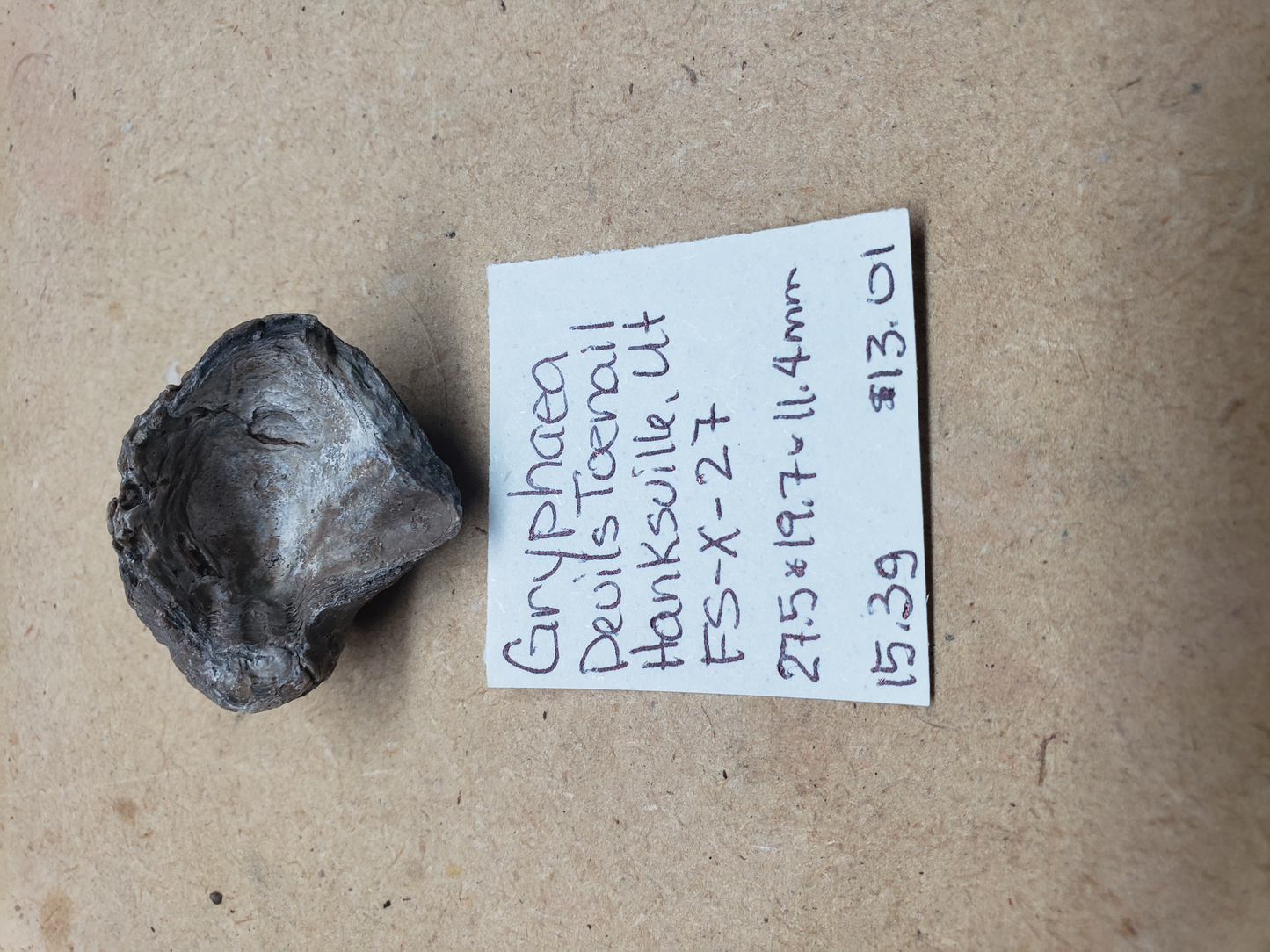 Gryphaea - Devil's Toenails FS-x-dt-27