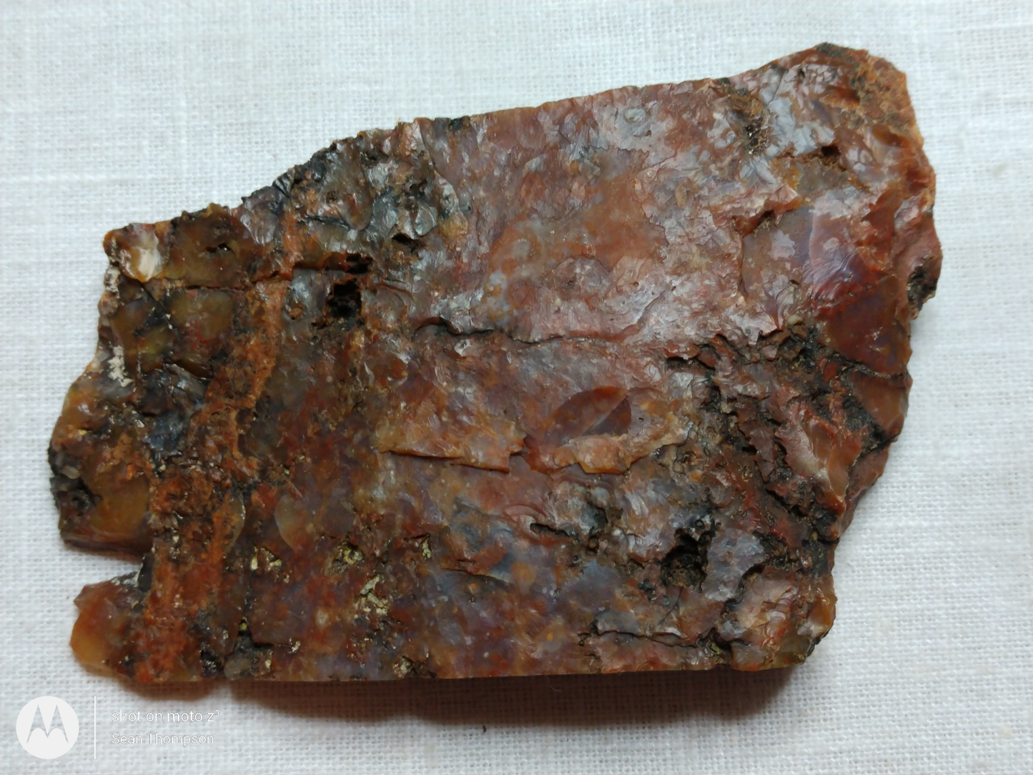 Petrified Wood PW-00006-01b
