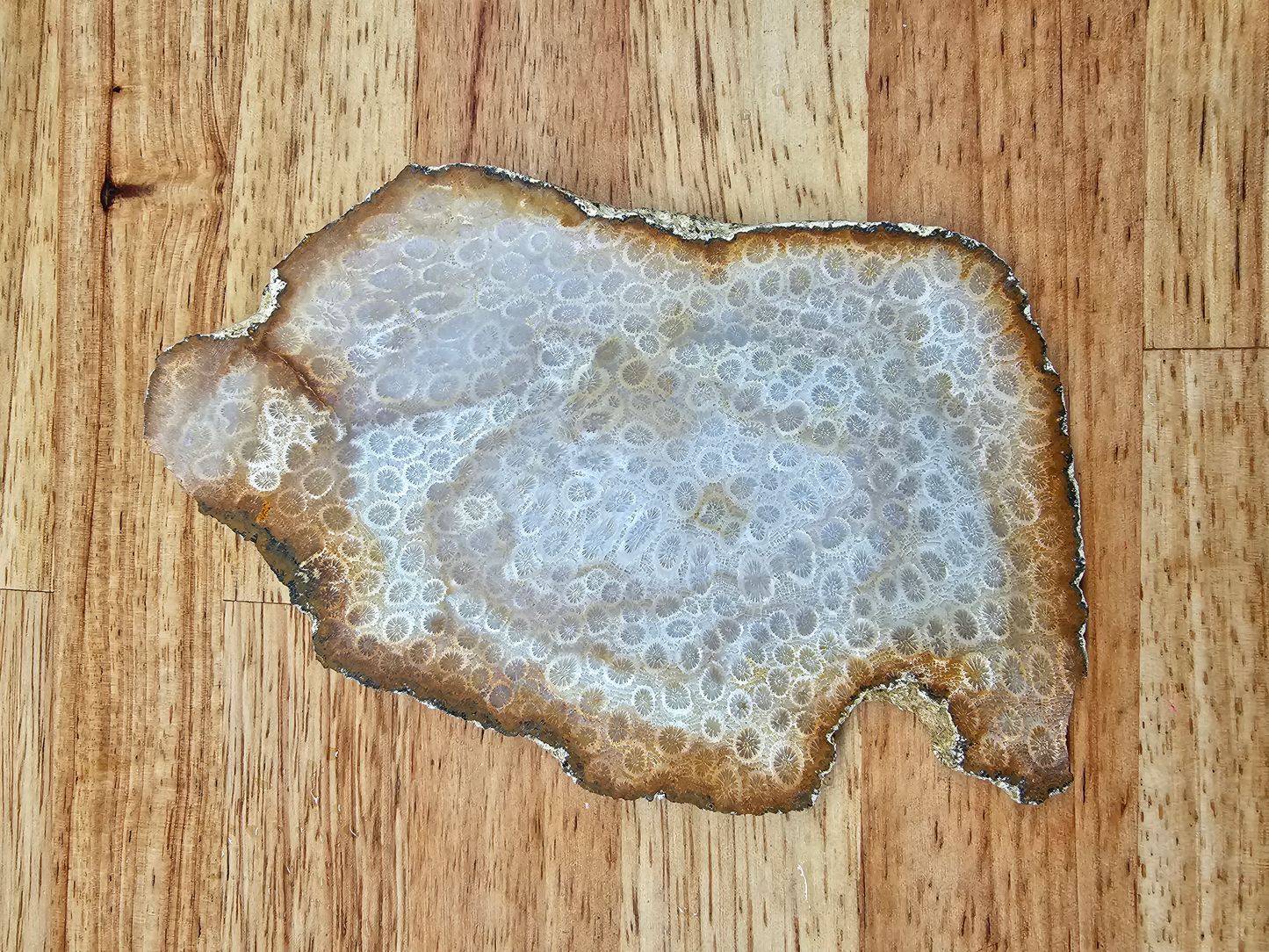Petrified Coral FS-x-00041