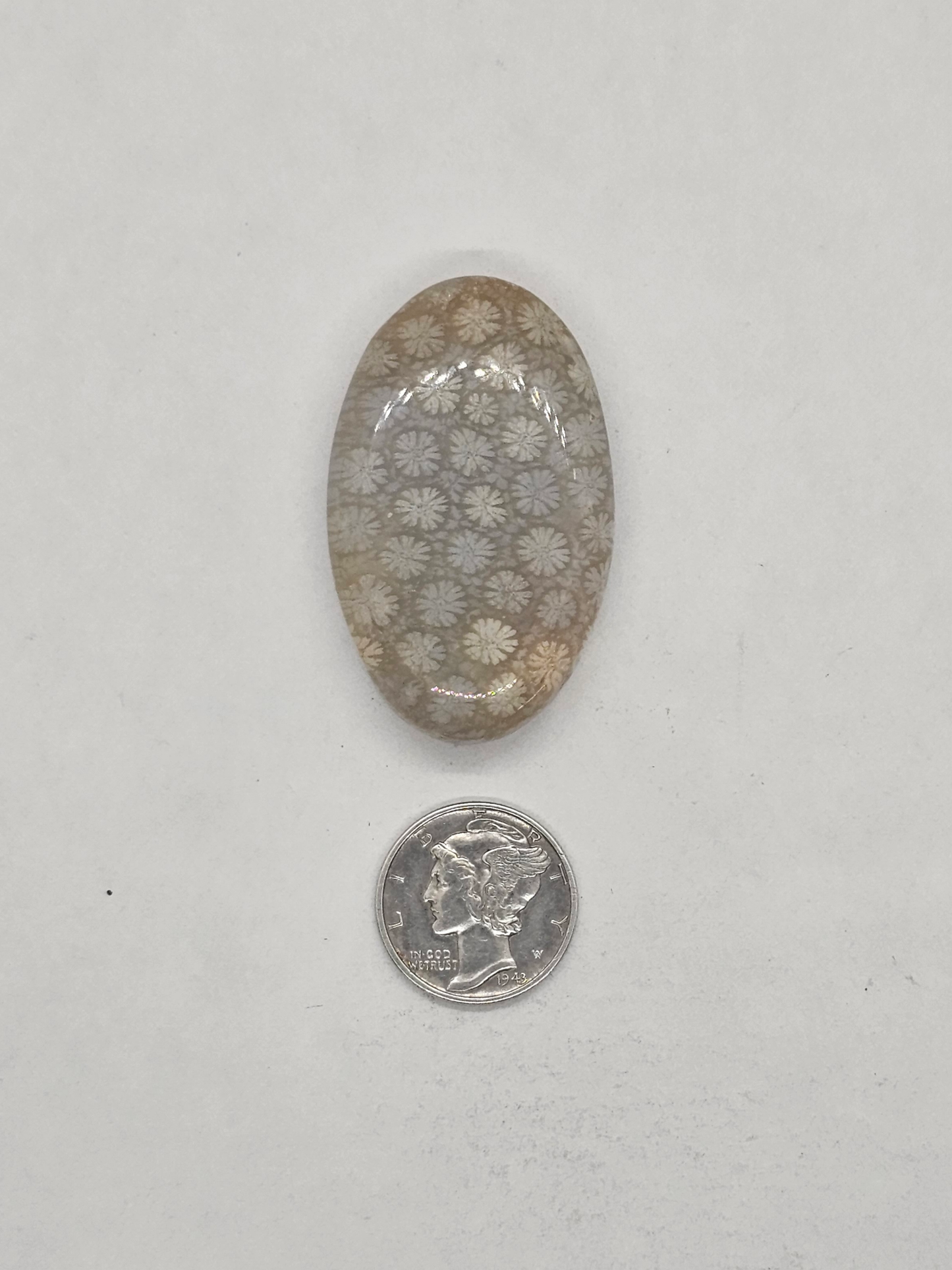 Petrified Coral FS-x-x-00140