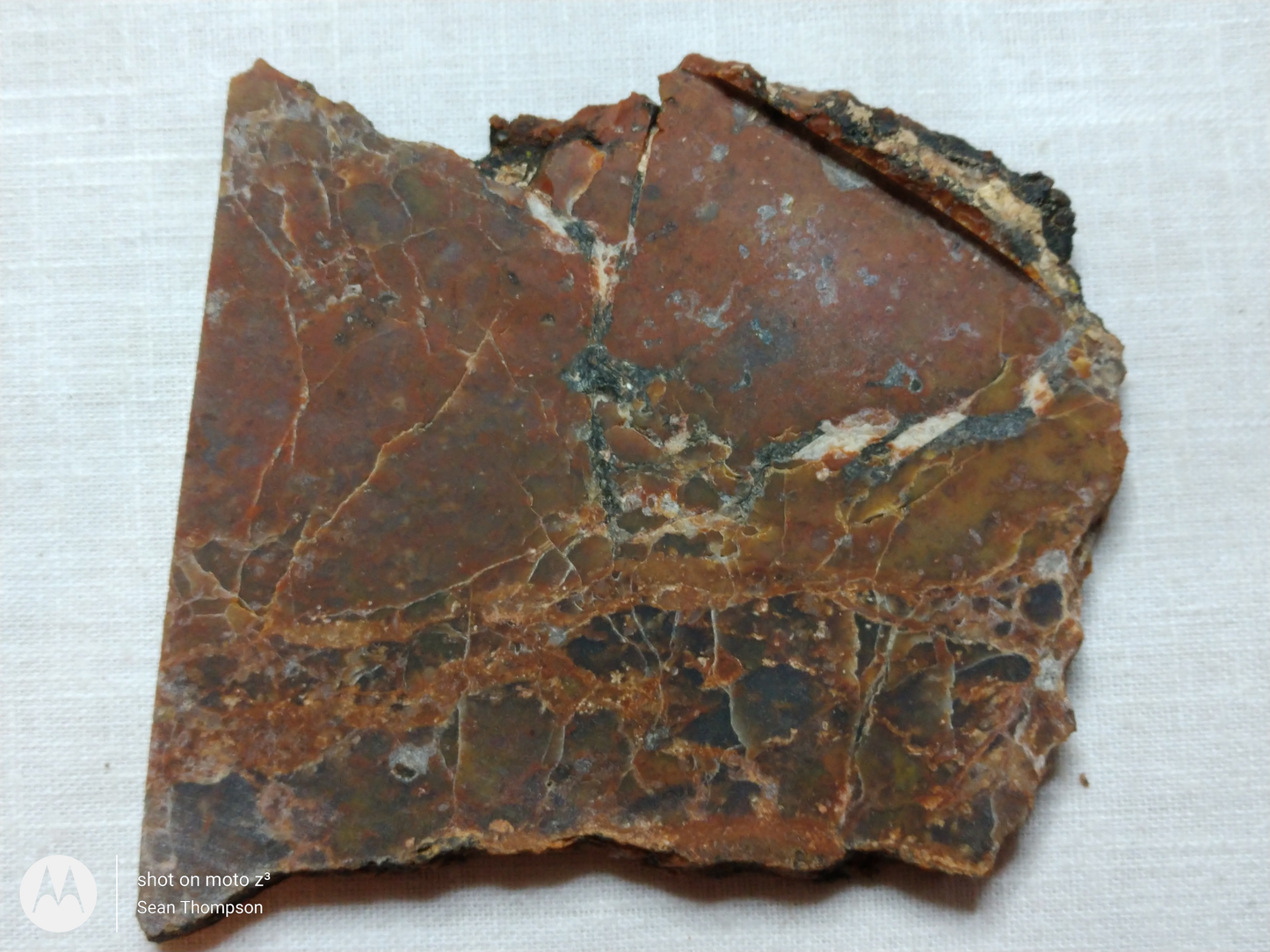 Petrified Wood PW-00006-03