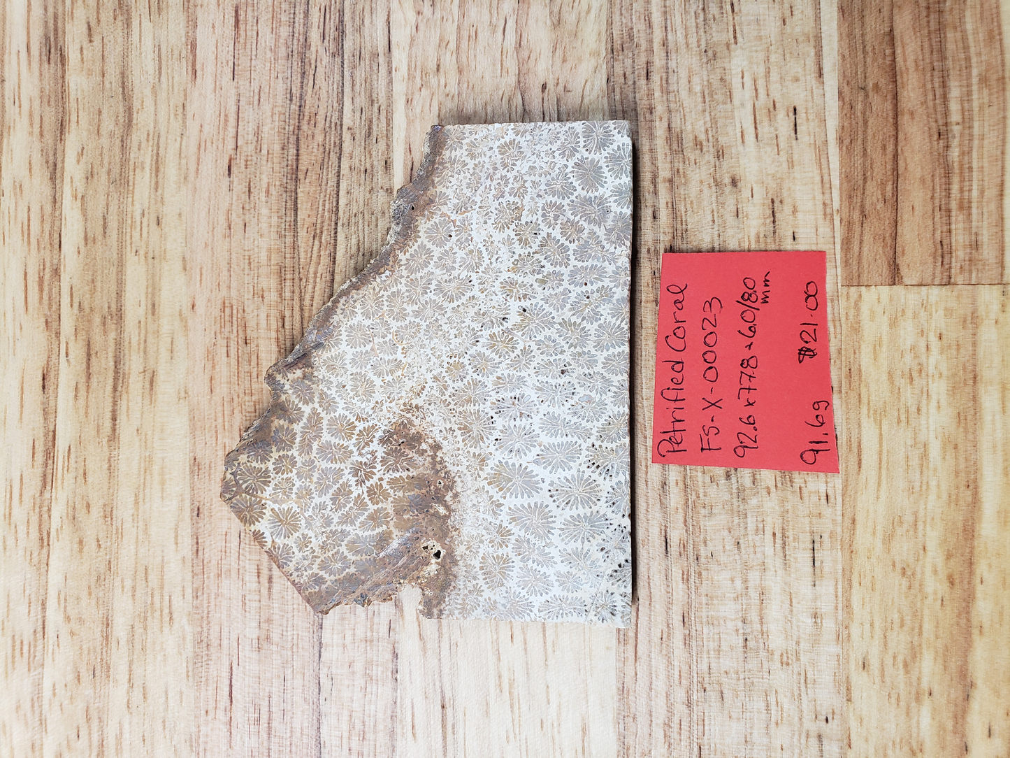 Petrified Coral FS-x-00023