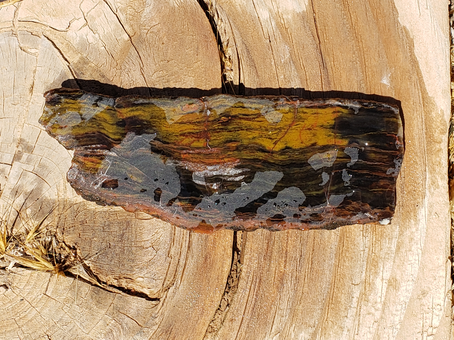 Petrified Wood PW-00004-05