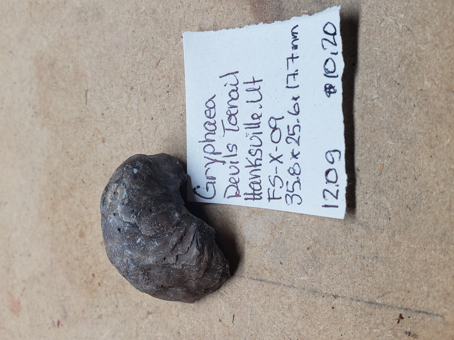 Gryphaea - Devil's Toenails FS-x-dt-09