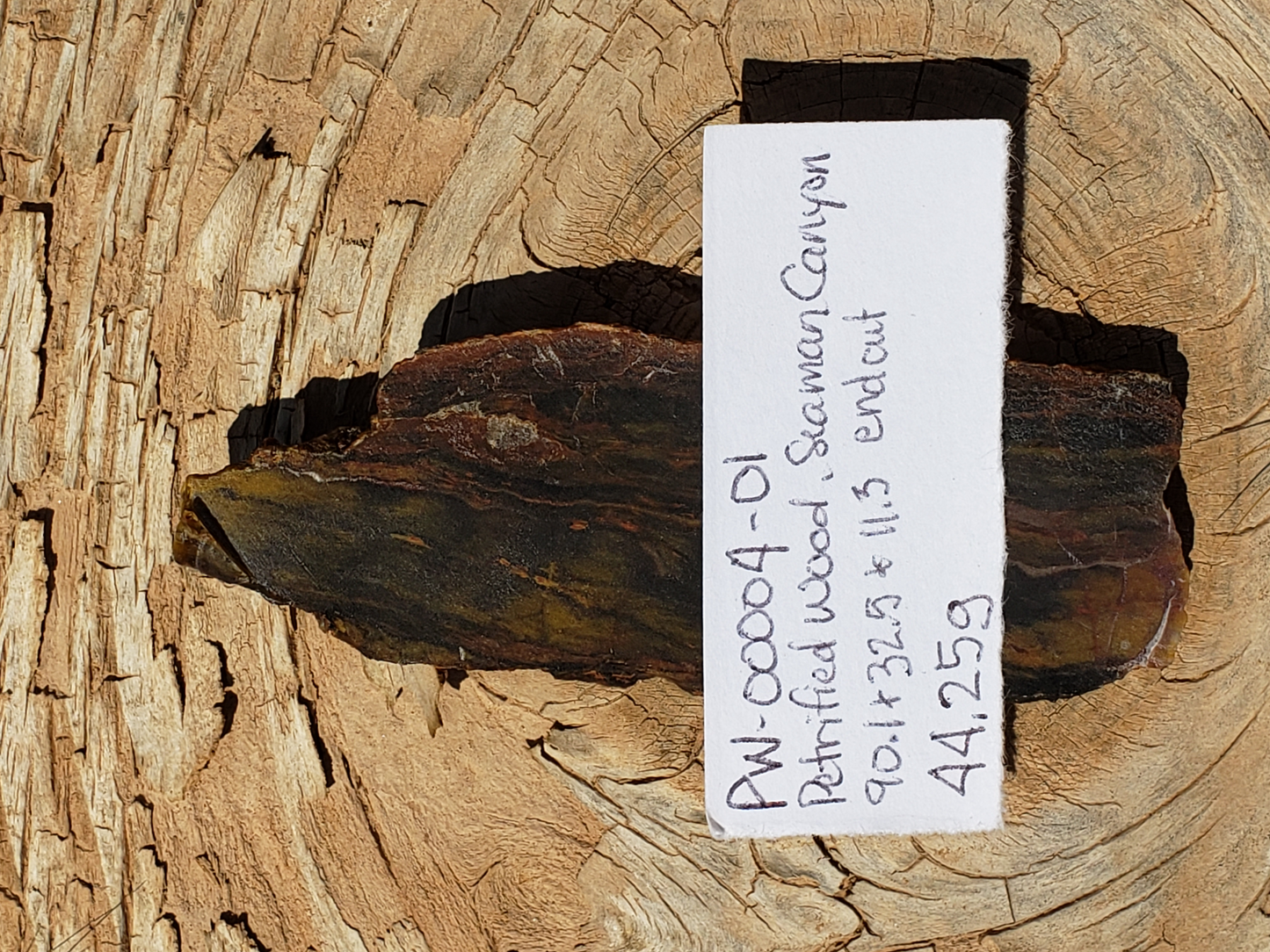 Petrified Wood PW-00004-01