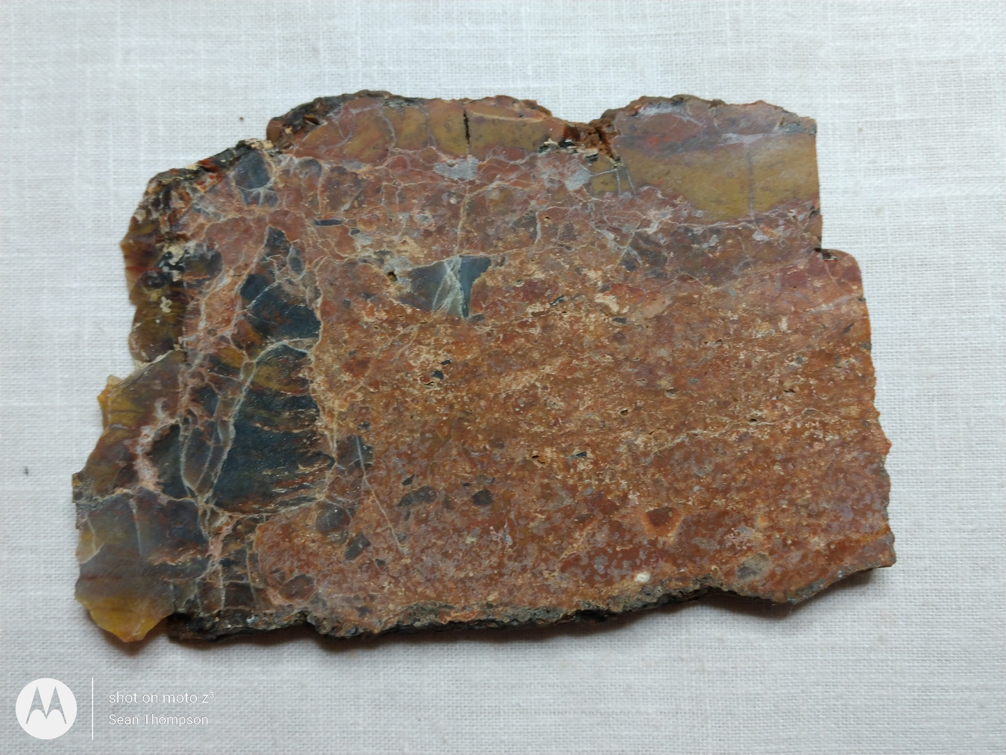 Petrified Wood PW-00005-03