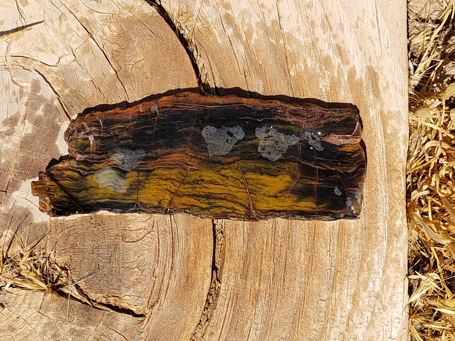 Petrified Wood PW-00004-05
