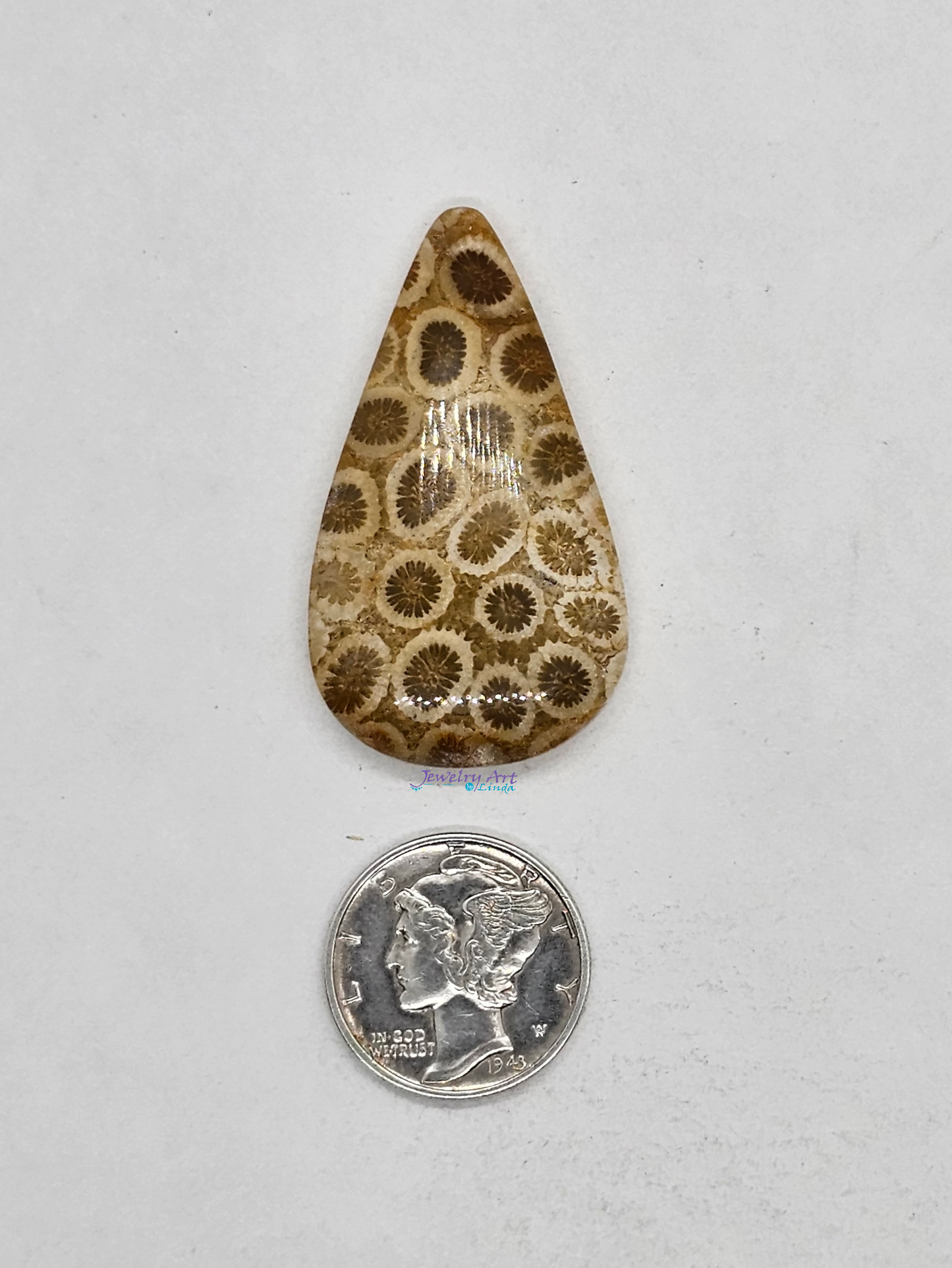 Petrified Coral FS-x-x-00145