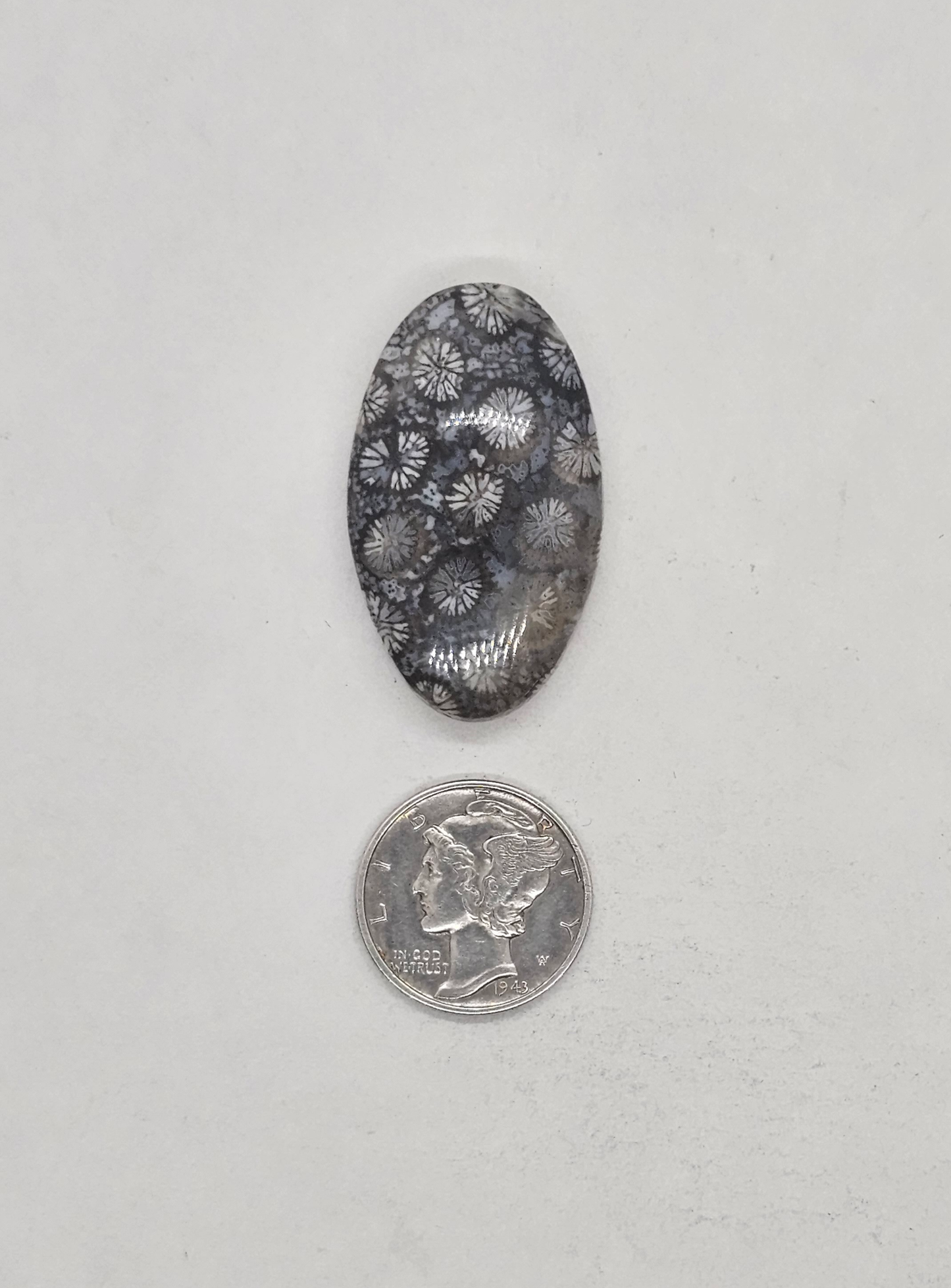 Petrified Coral FS-x-x-00139