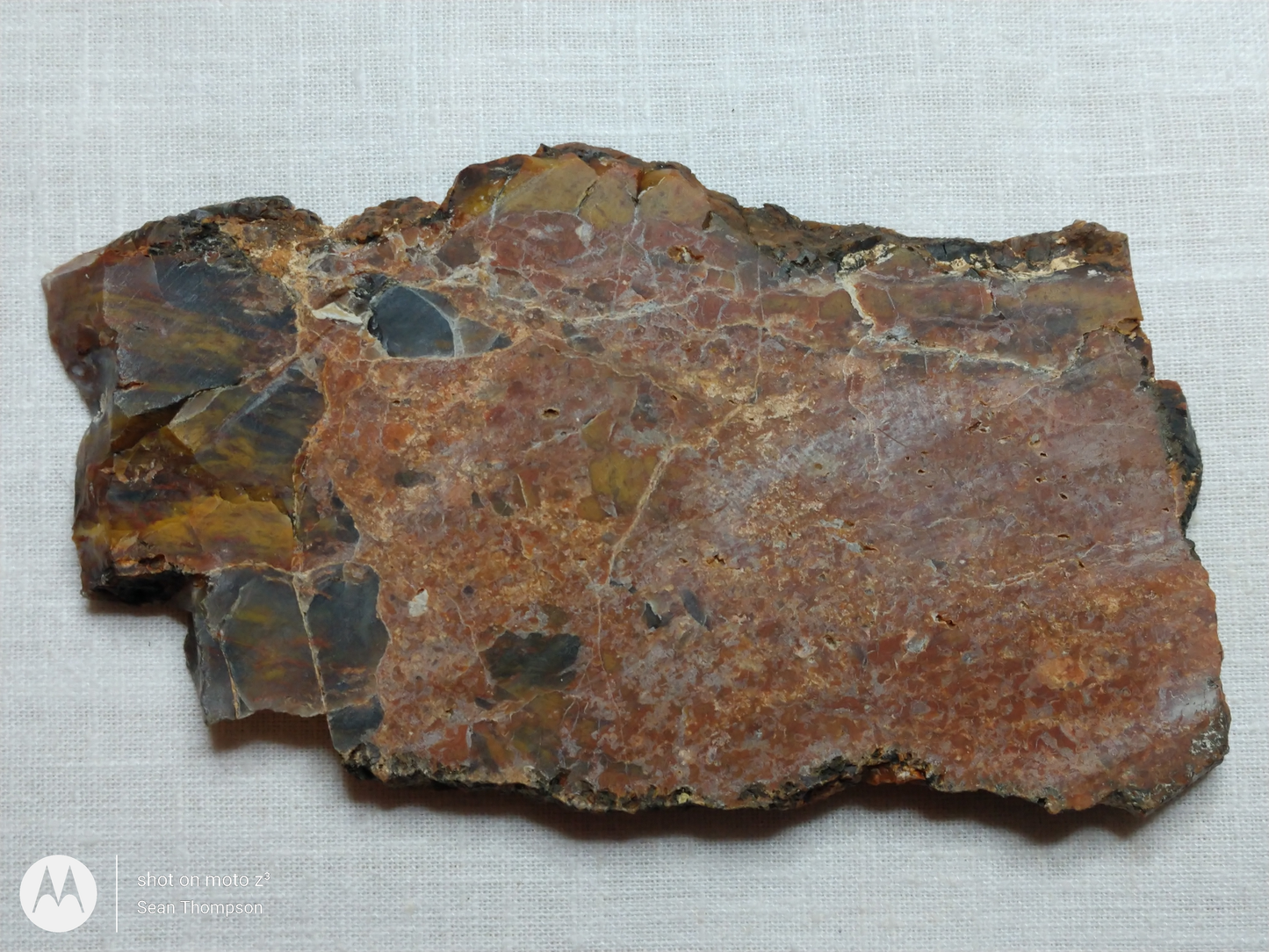 Petrified Wood PW-00005-01