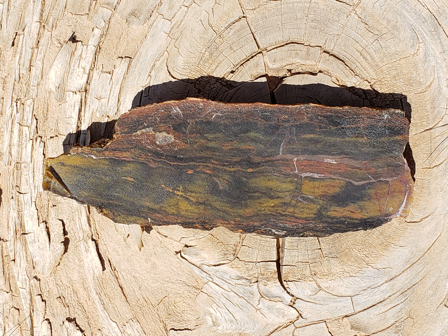 Petrified Wood PW-00004-01