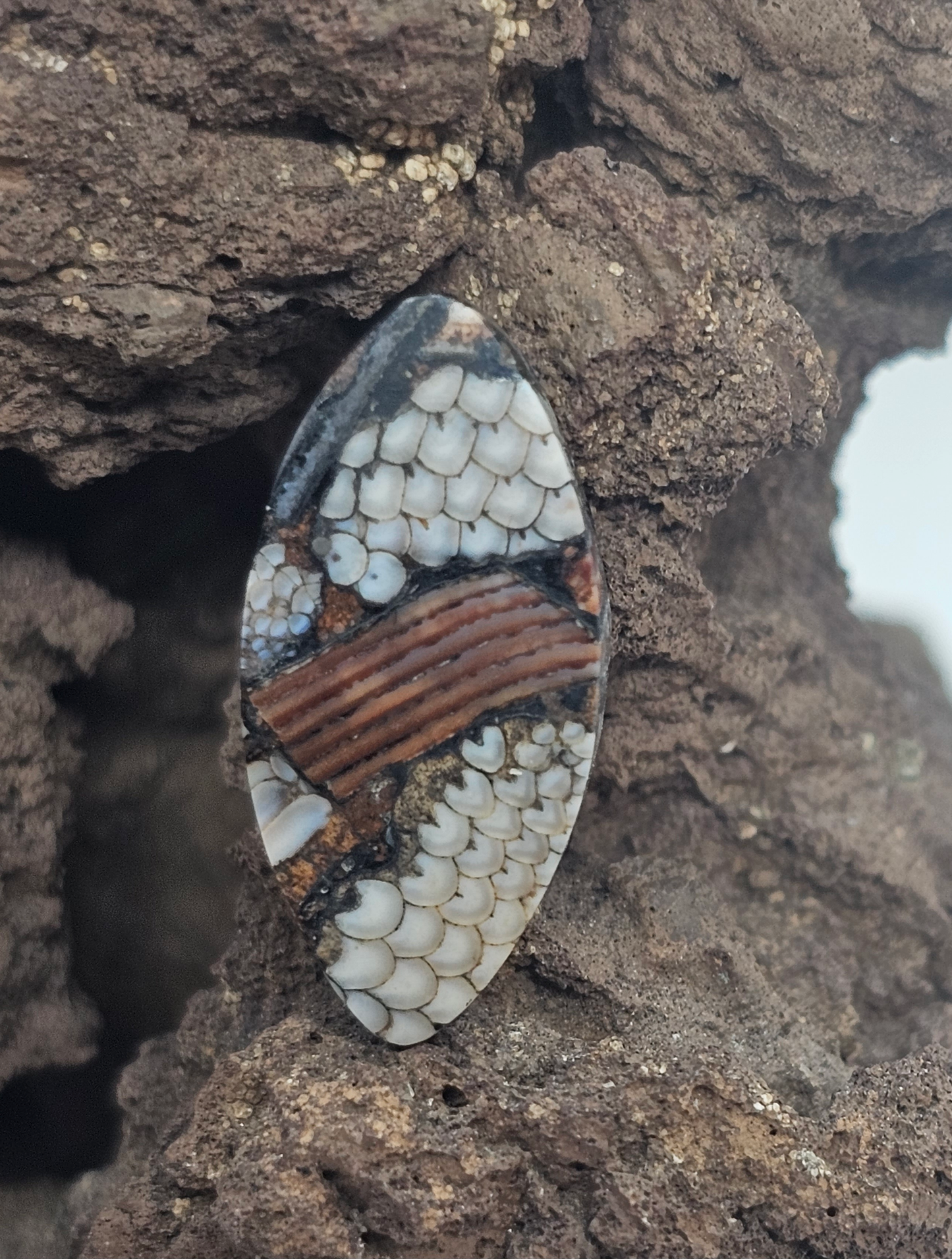 Petrified Fish Snakeskin FS-x-x-00132