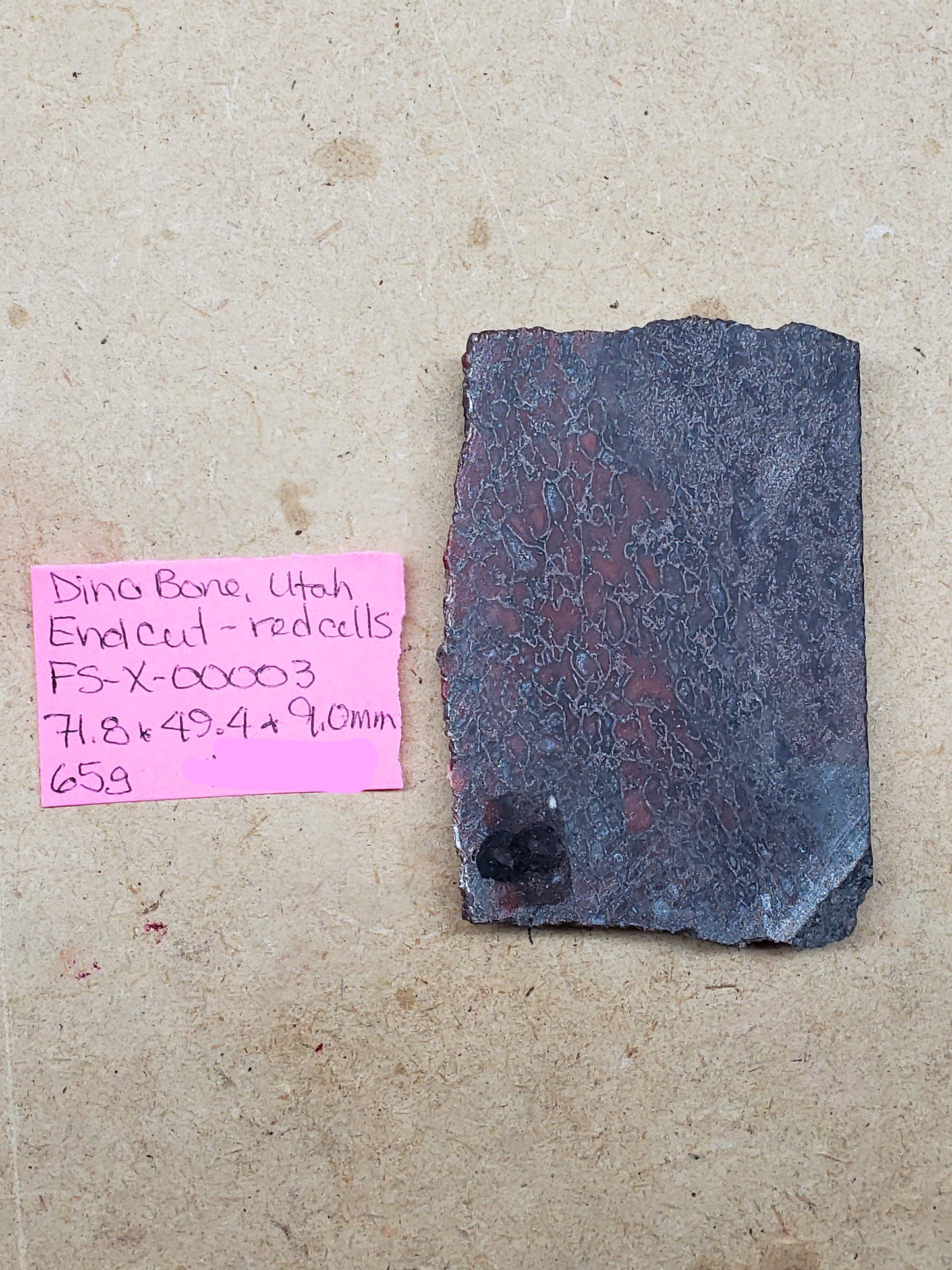 Dino Bone FS-x-00003