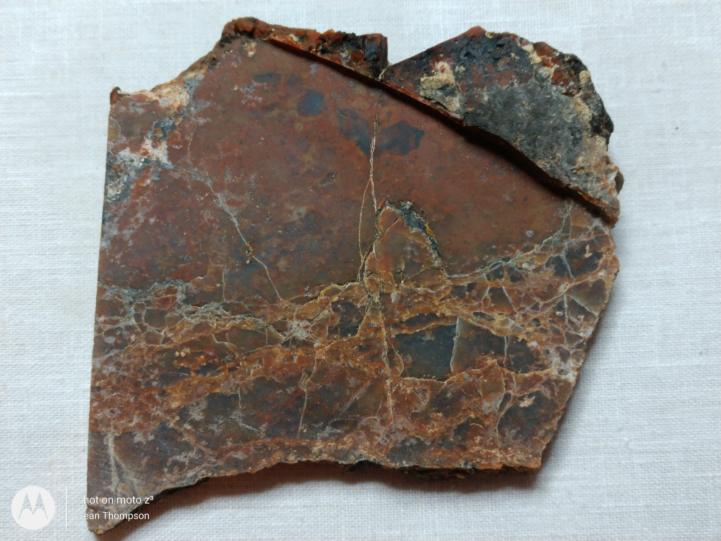 Petrified Wood PW-00006-02