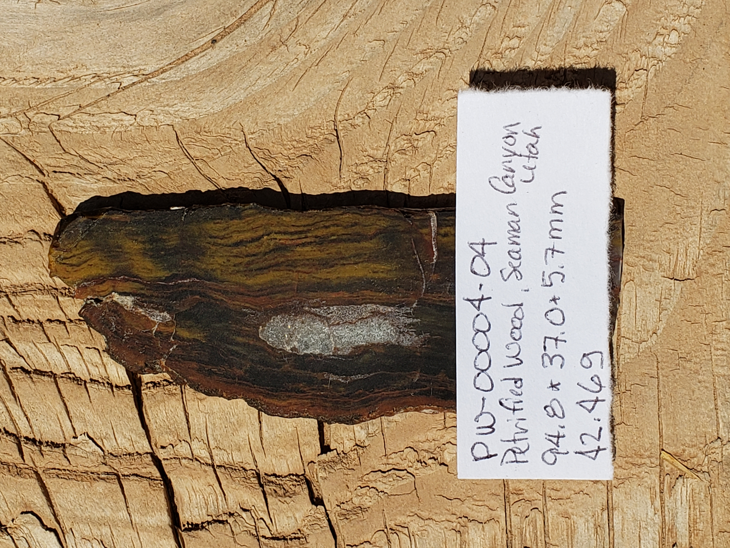 Petrified Wood PW-00004-04