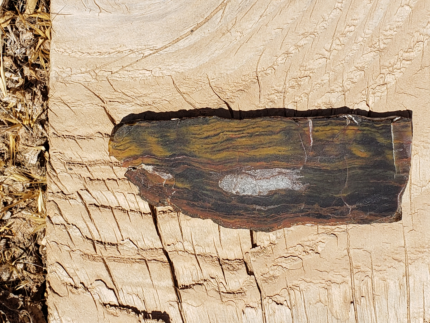 Petrified Wood PW-00004-04