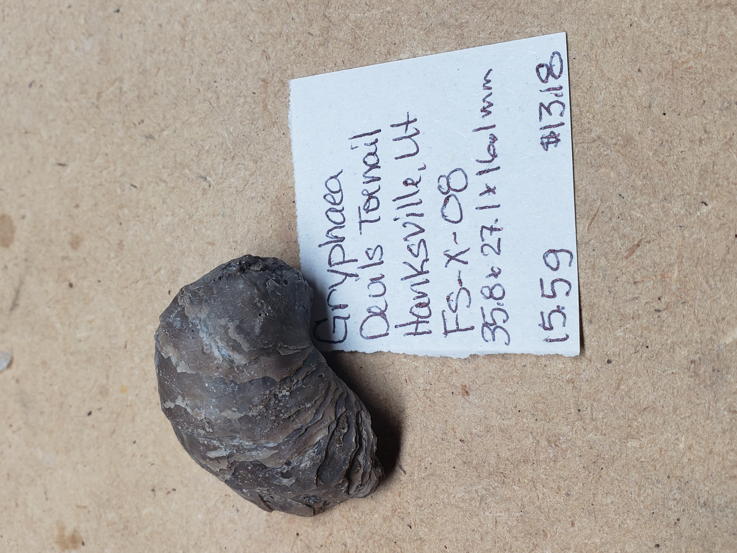 Gryphaea - Devil's Toenails FS-x-dt-08