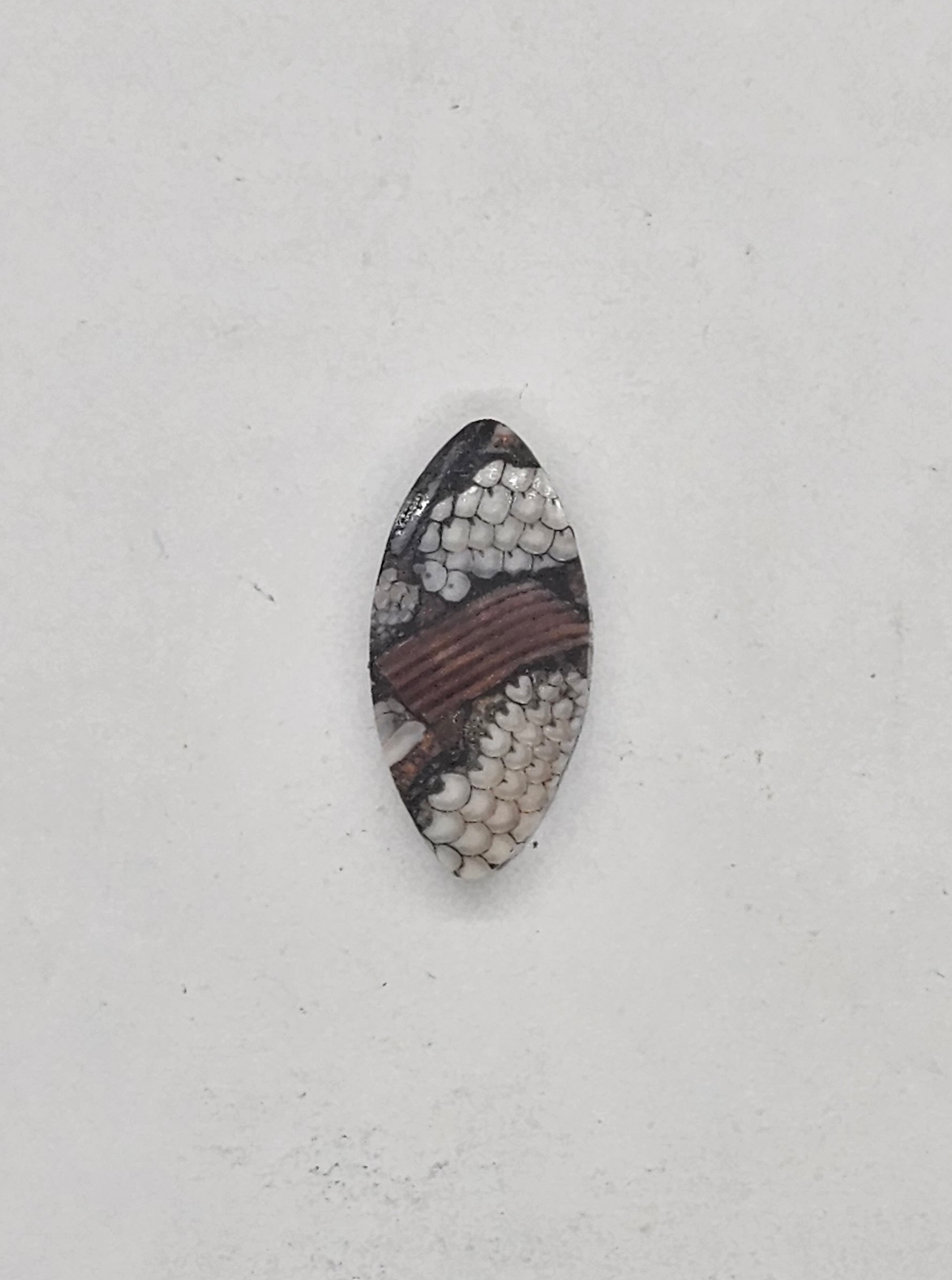 Petrified Fish Snakeskin FS-x-x-00132