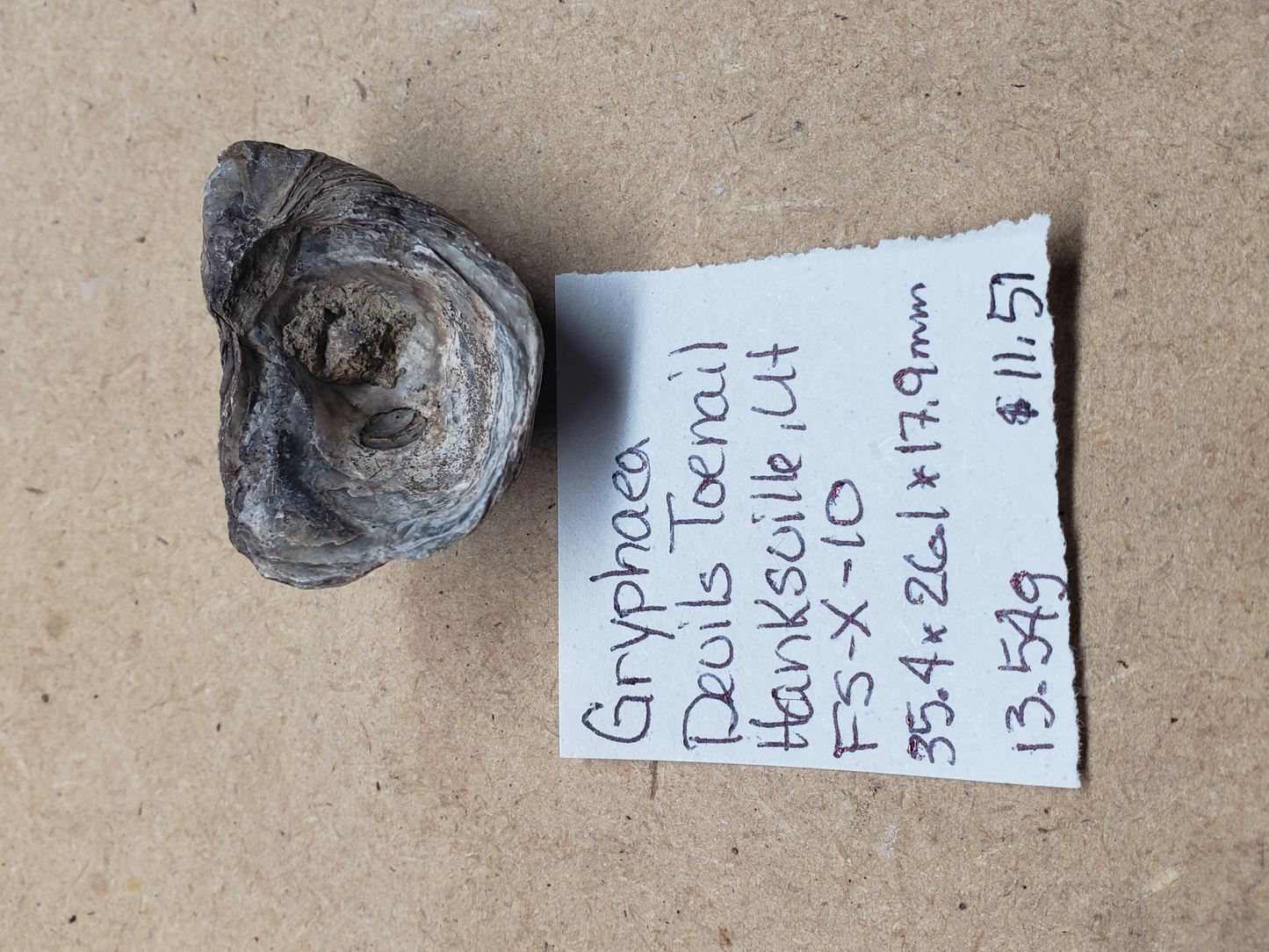 Gryphaea - Devil's Toenails FS-x-dt-10