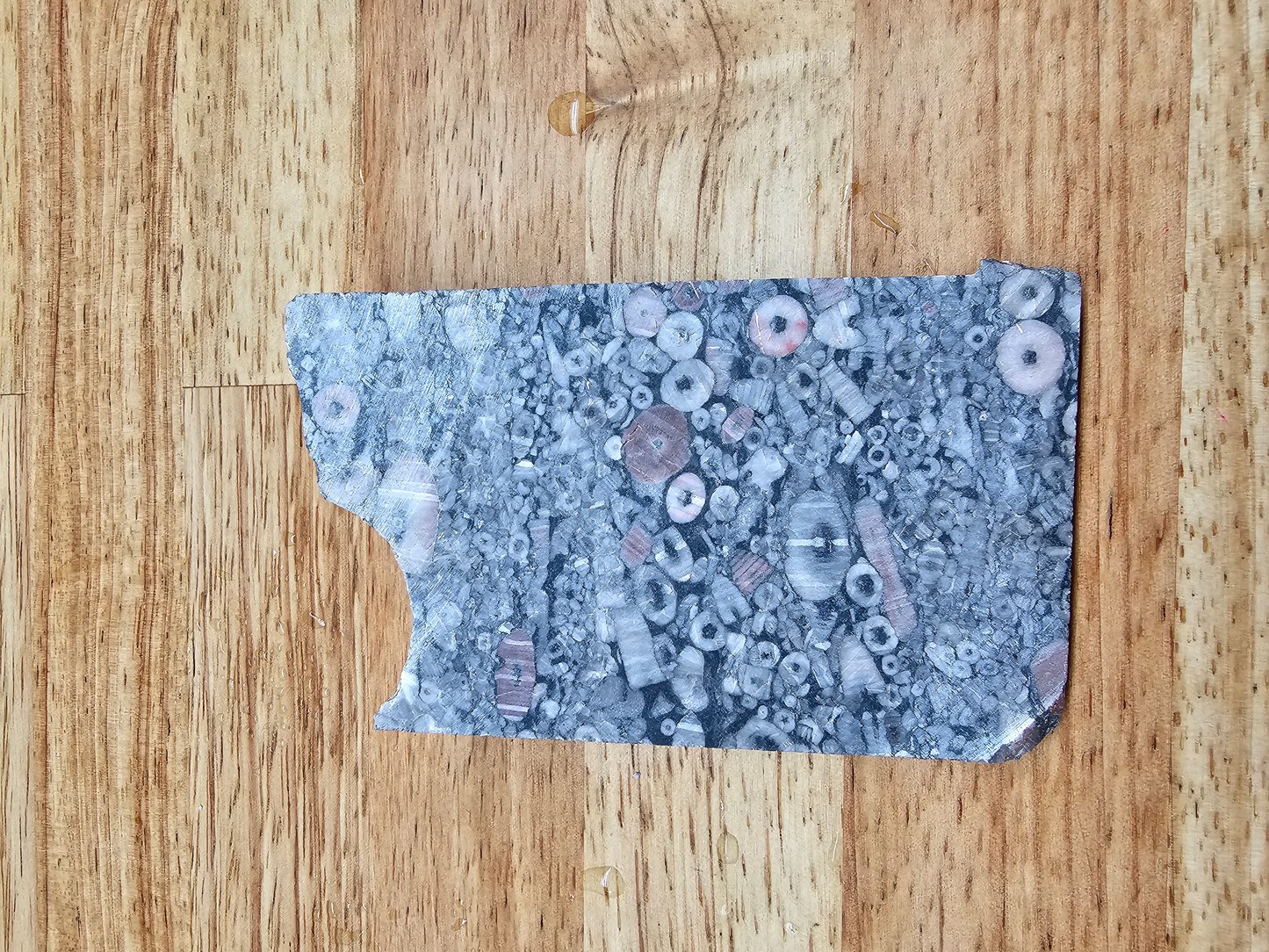 Crinoid Fossil Marble FS-x-00042