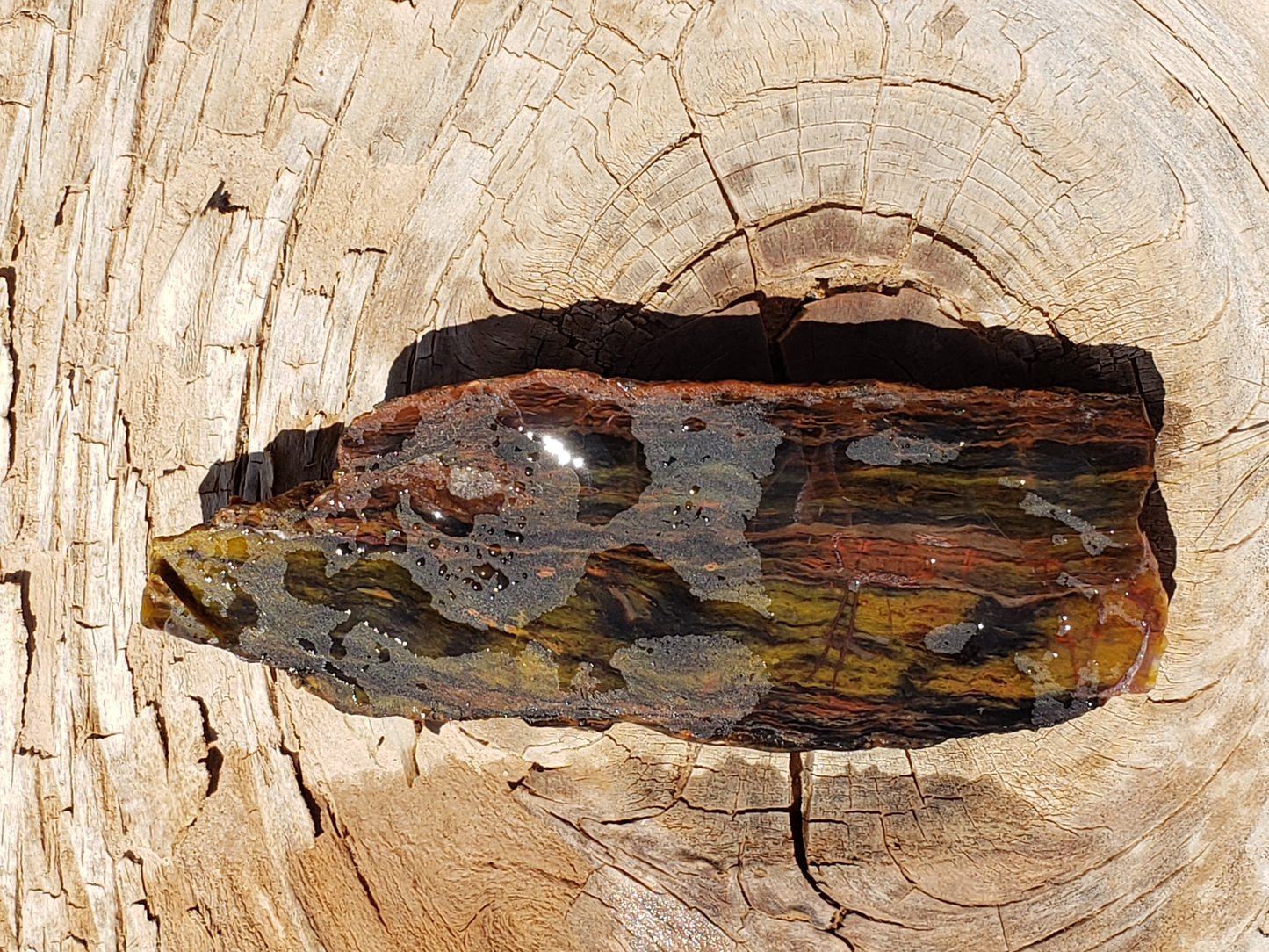 Petrified Wood PW-00004-01