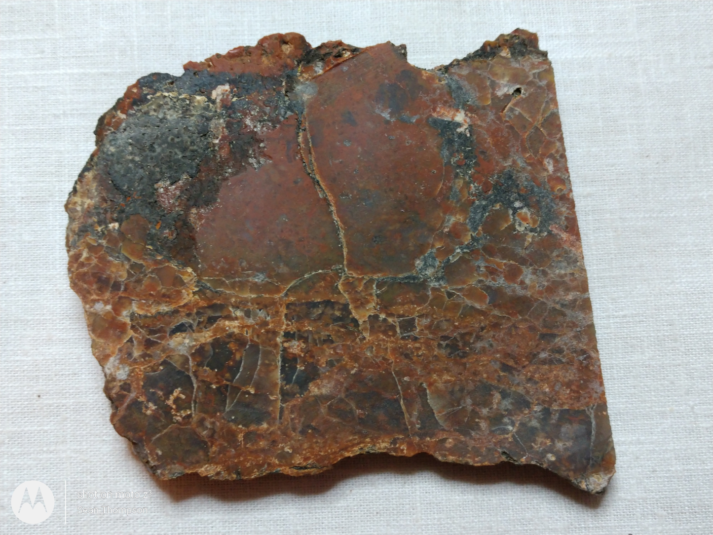 Petrified Wood PW-00006-03