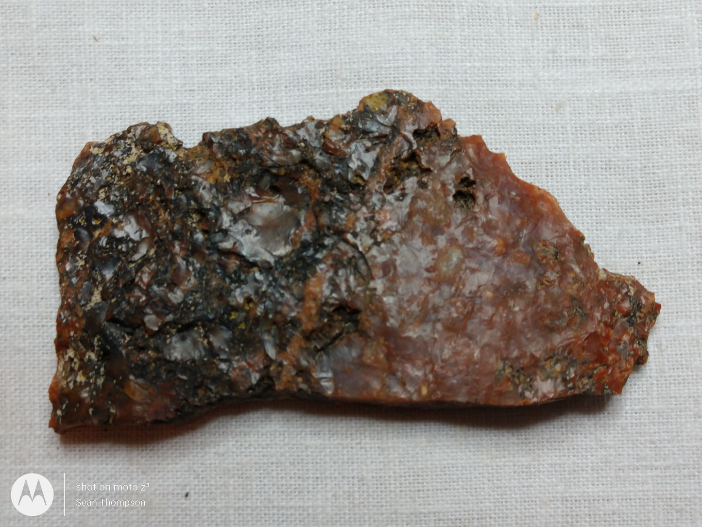 Petrified Wood PW-00006-01a