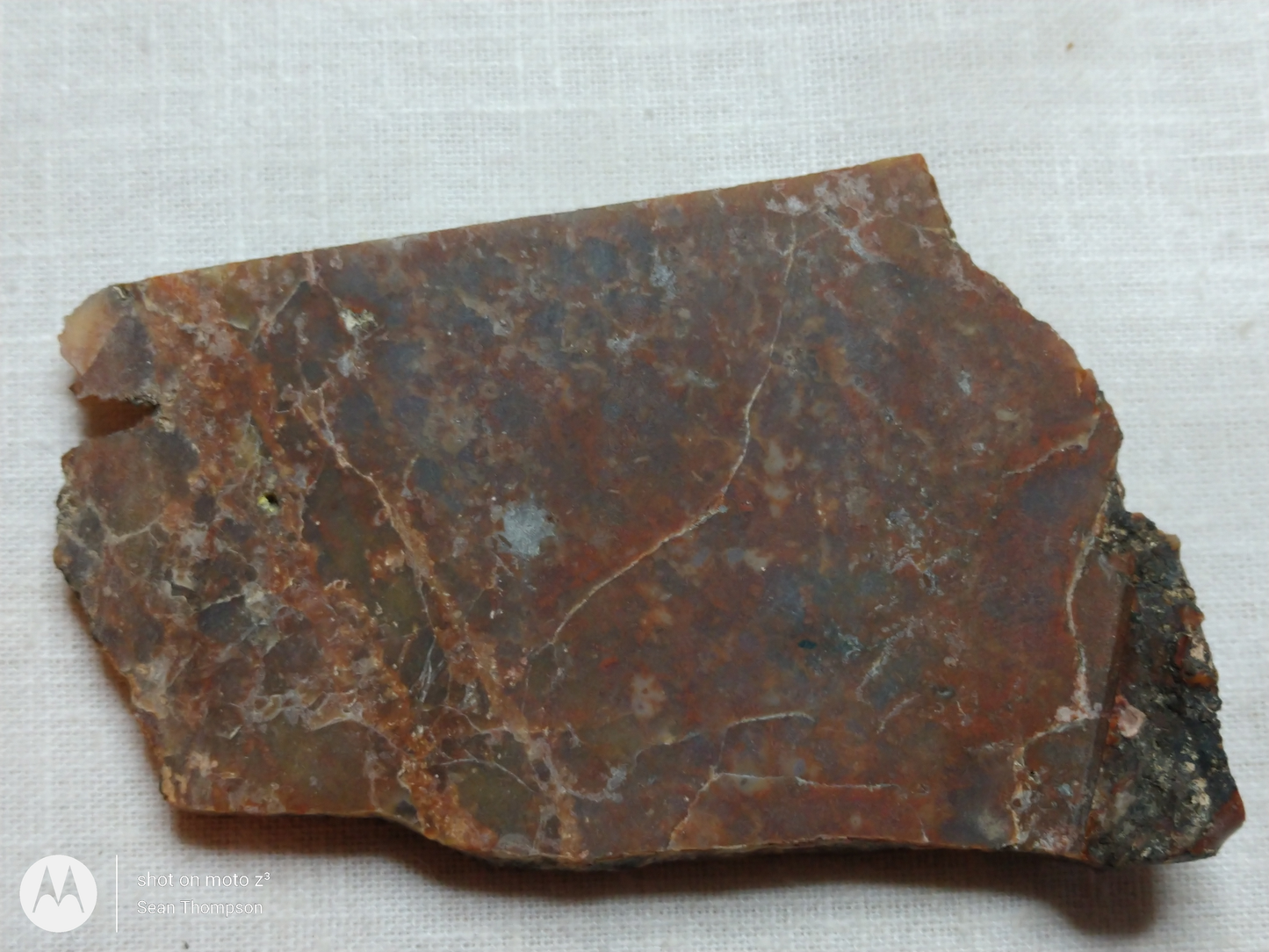Petrified Wood PW-00006-01b