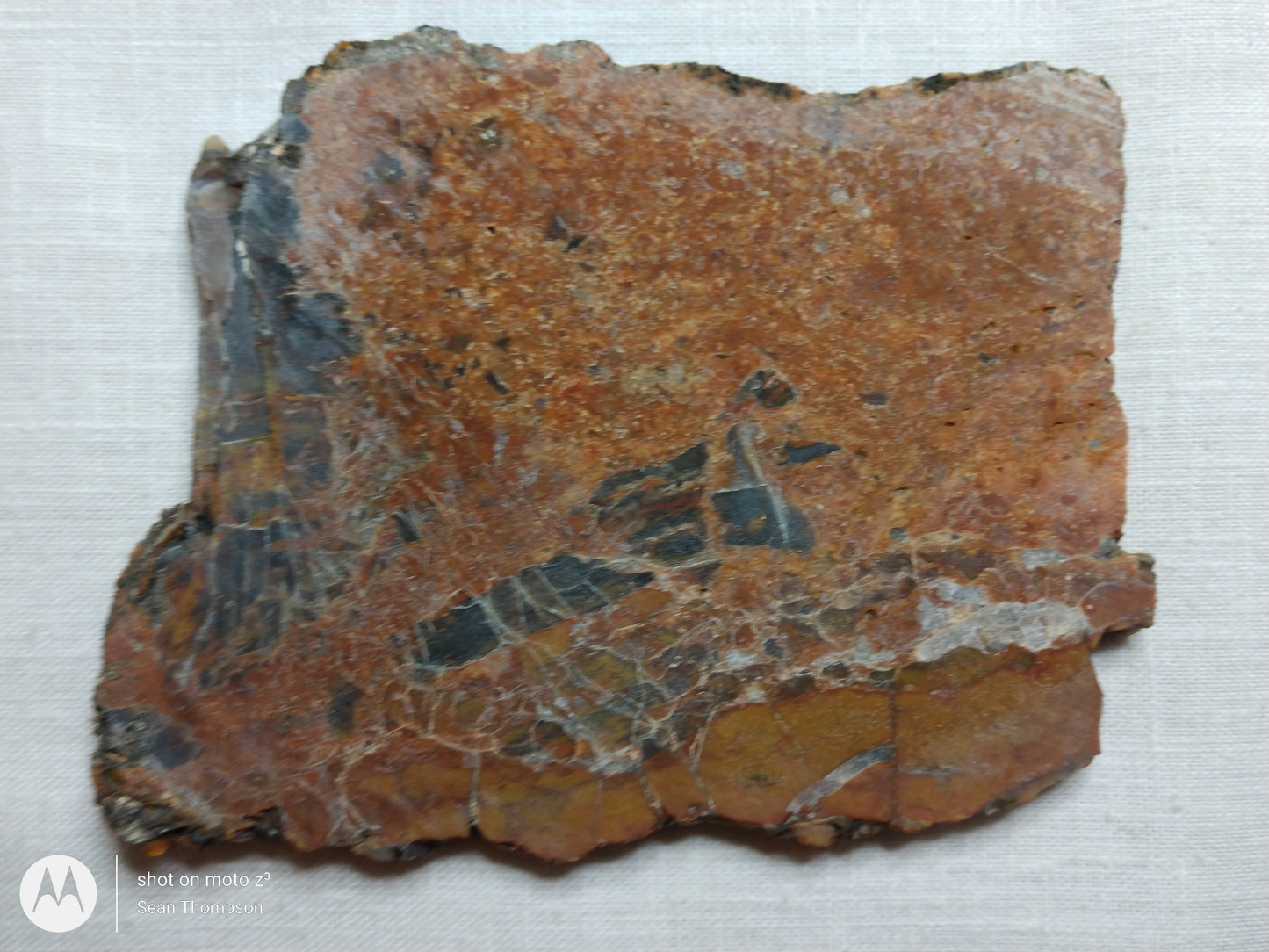 Petrified Wood PW-00005-02