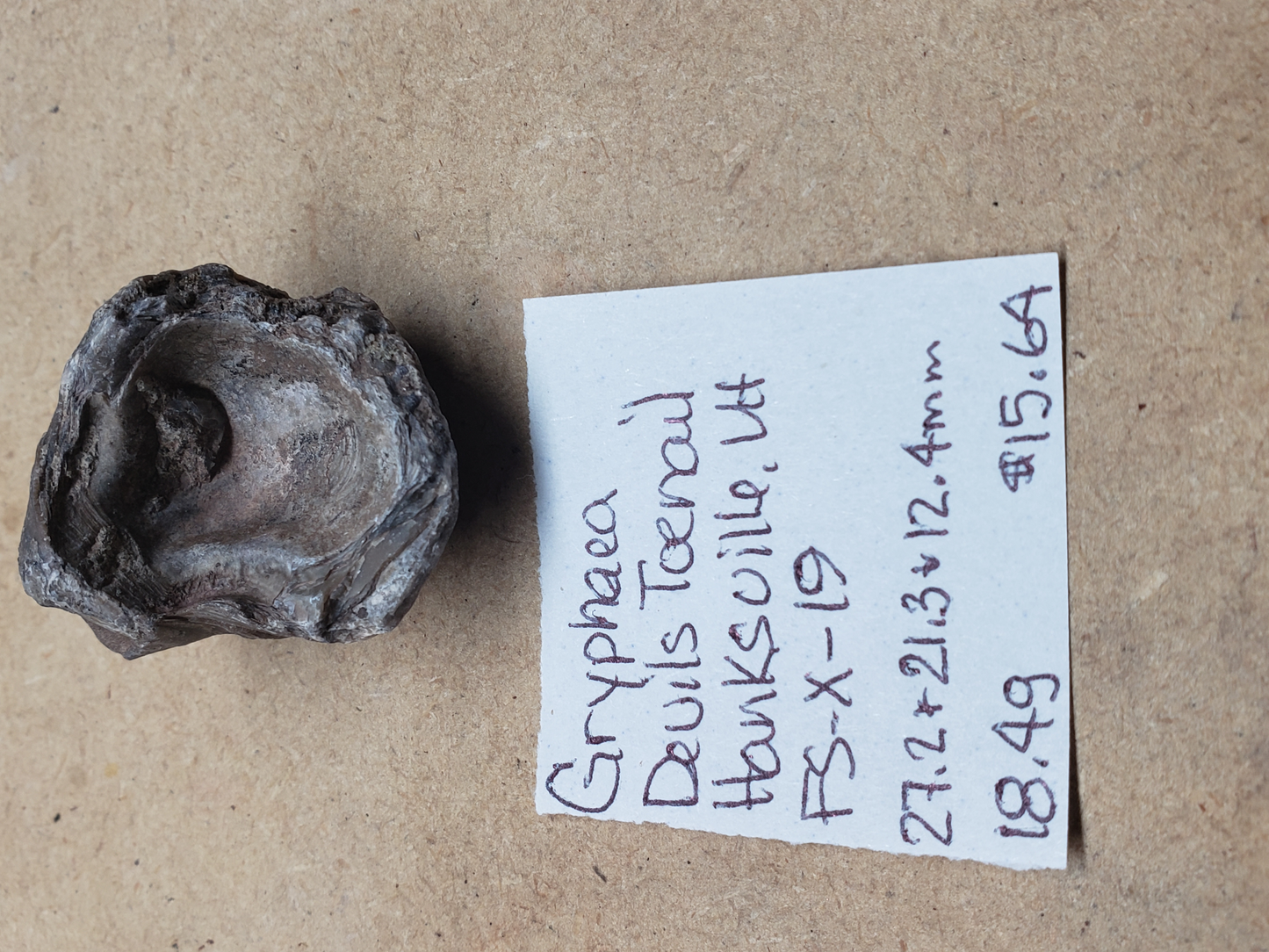 Gryphaea - Devil's Toenails FS-x-dt-19