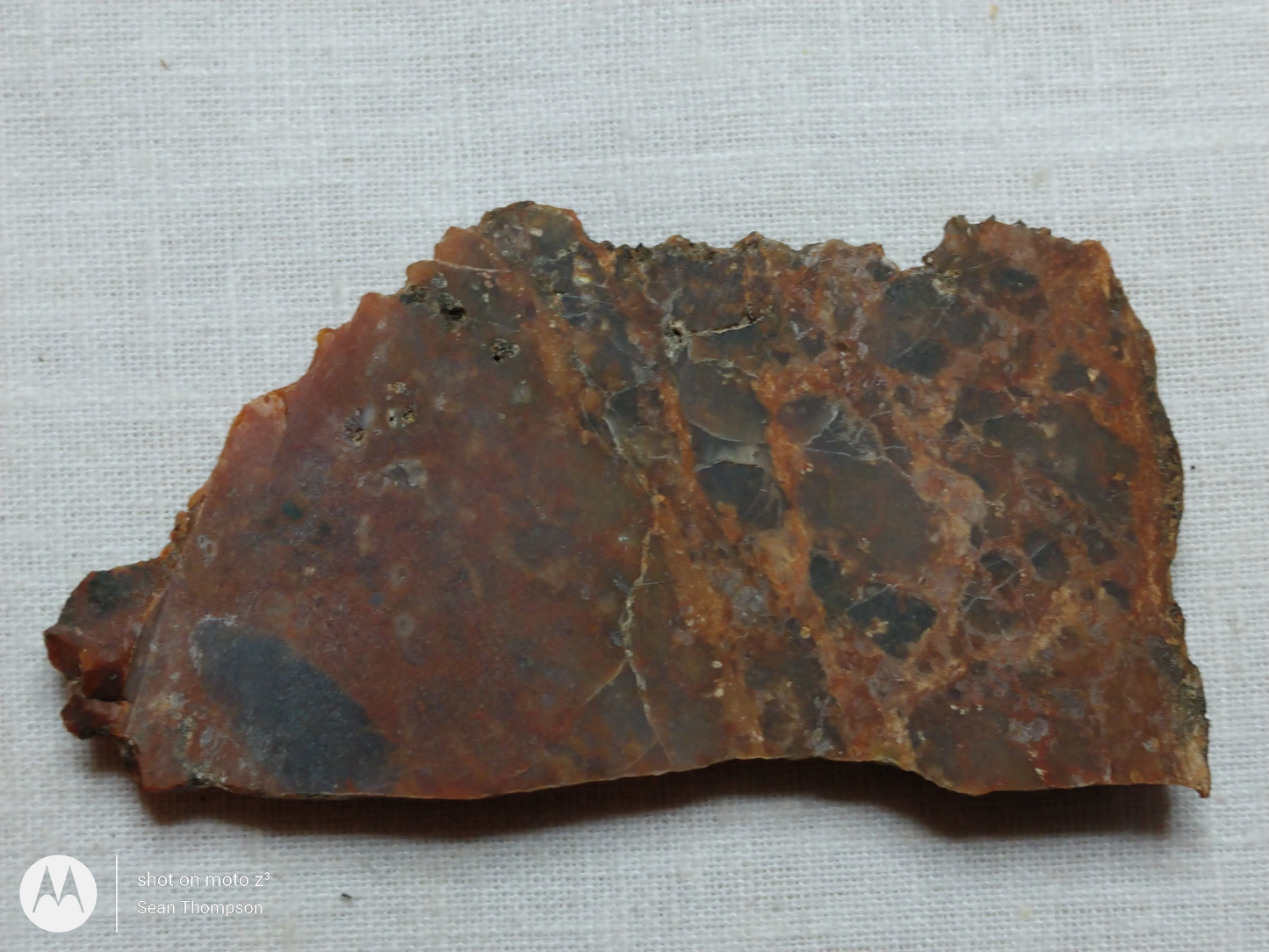 Petrified Wood PW-00006-01a