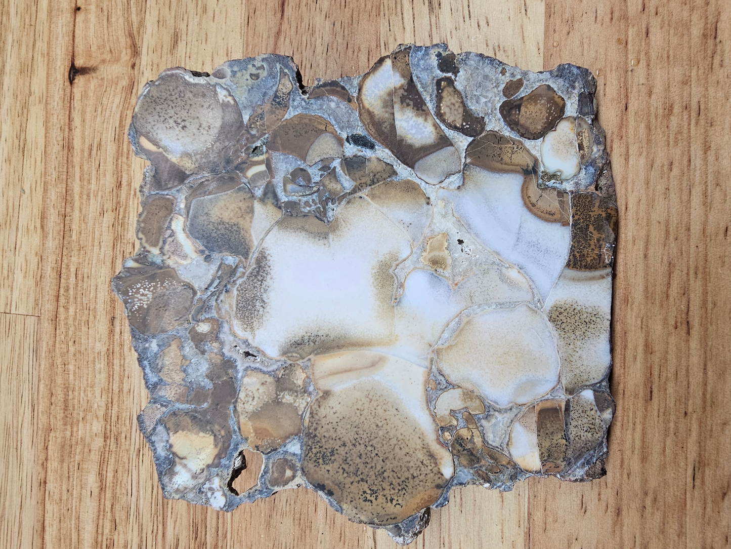 King Cobra Jasper JA-x-00150