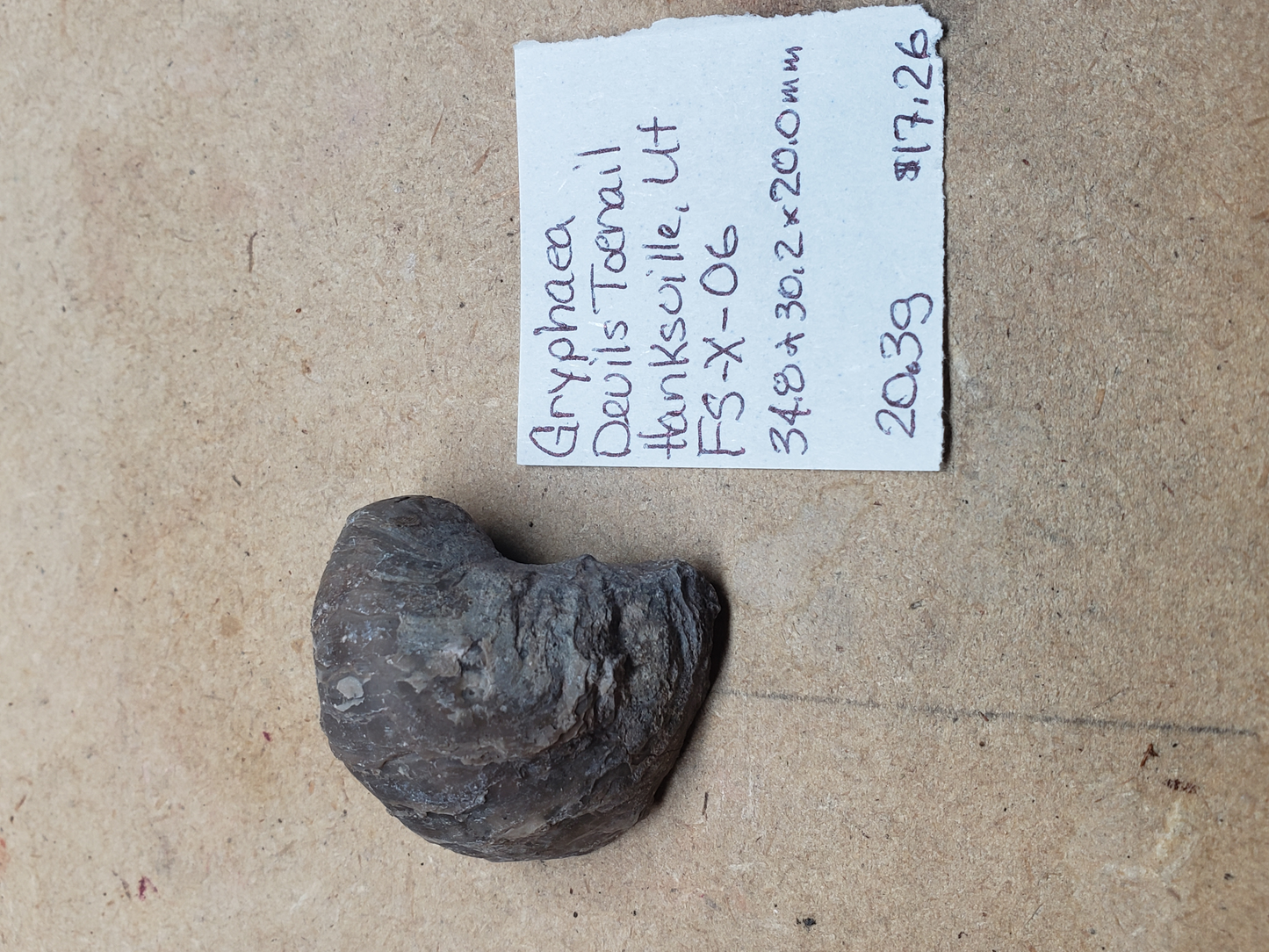 Gryphaea - Devil's Toenails FS-x-dt-06