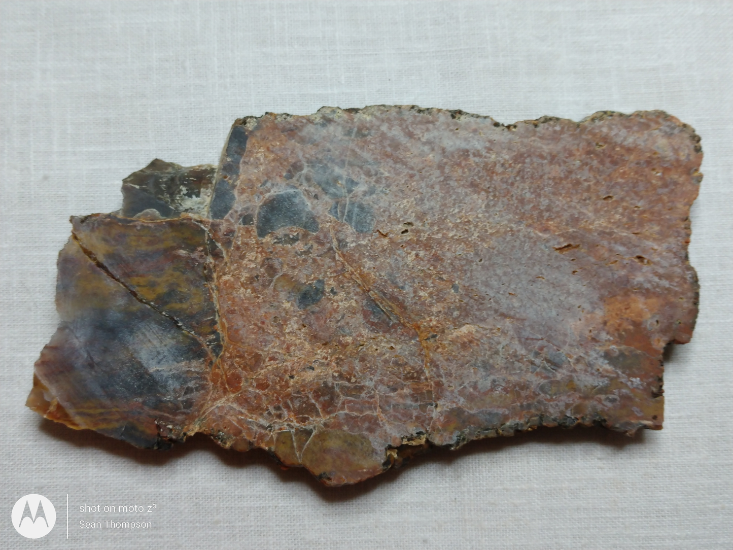 Petrified Wood PW-00005-01