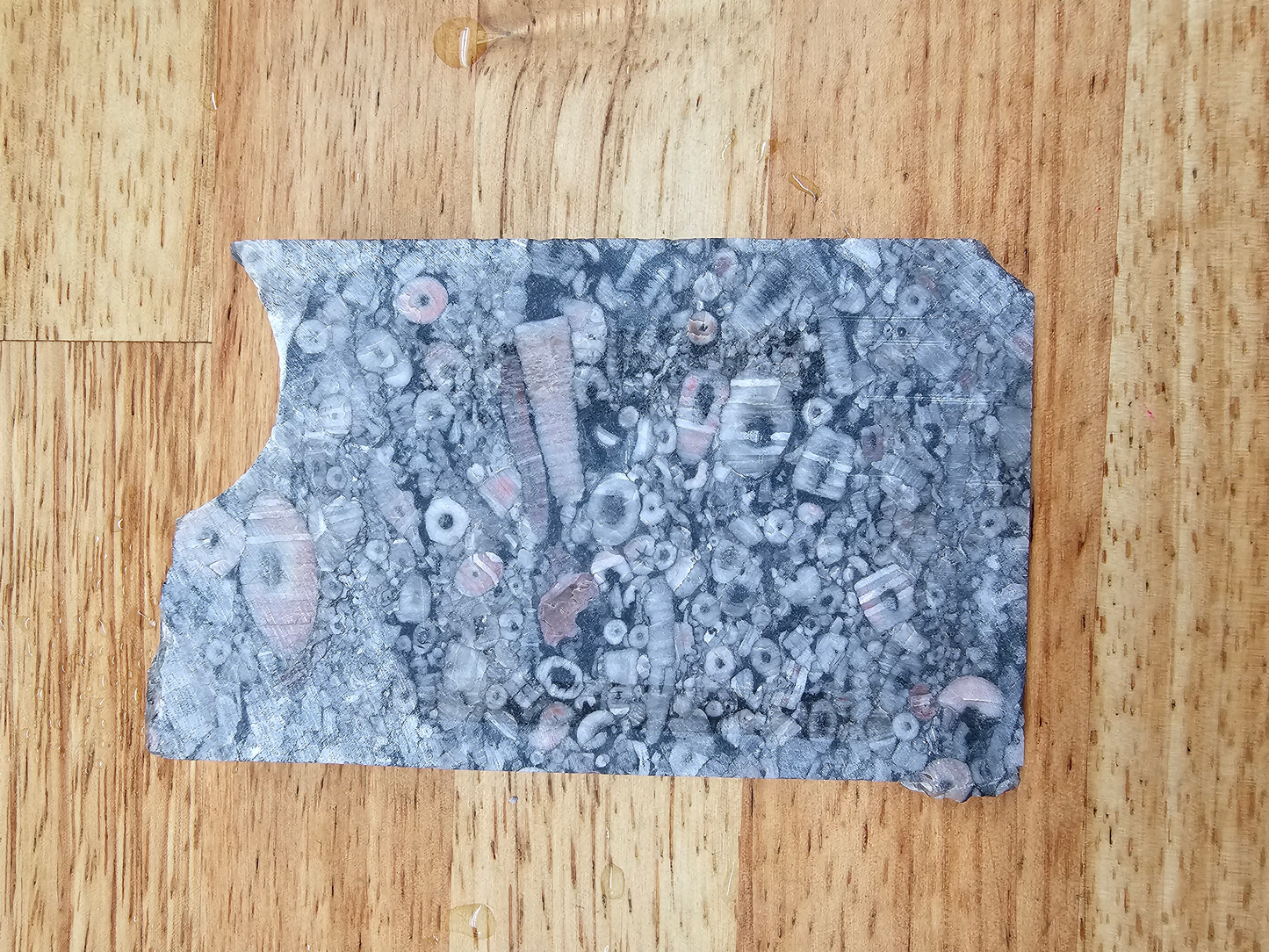 Crinoid Fossil Marble FS-x-00042