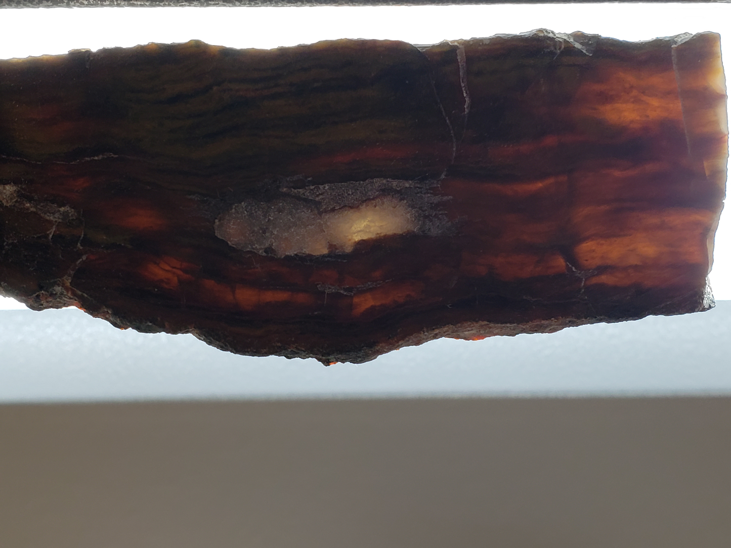 Petrified Wood PW-00004-04