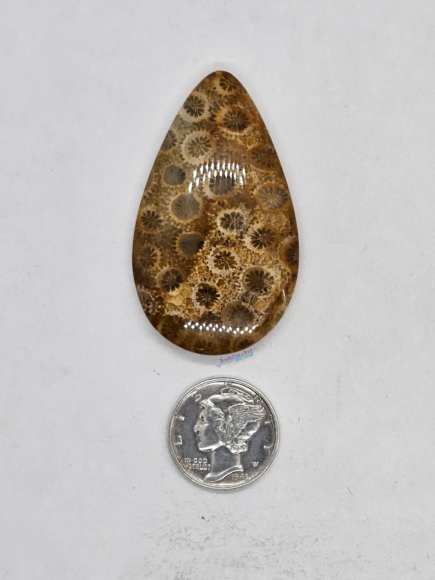 Petrified Coral FS-x-x-00163