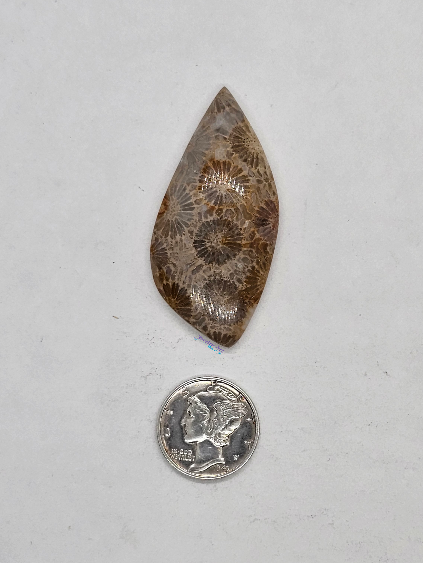 Petrified Coral FS-x-x-00144