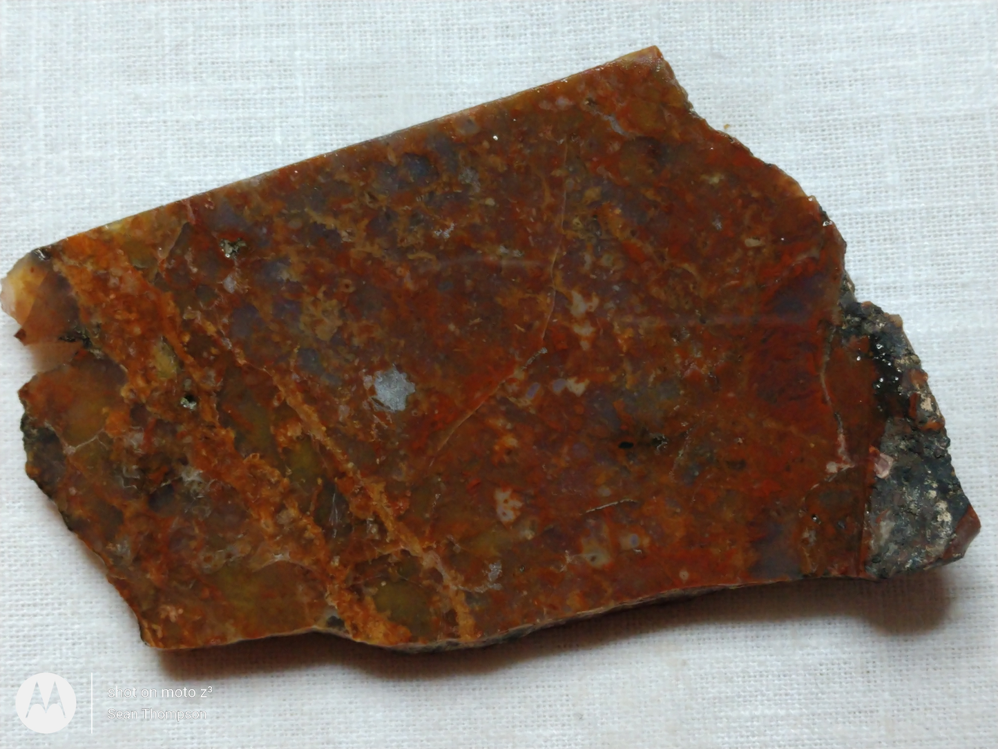 Petrified Wood PW-00006-01b