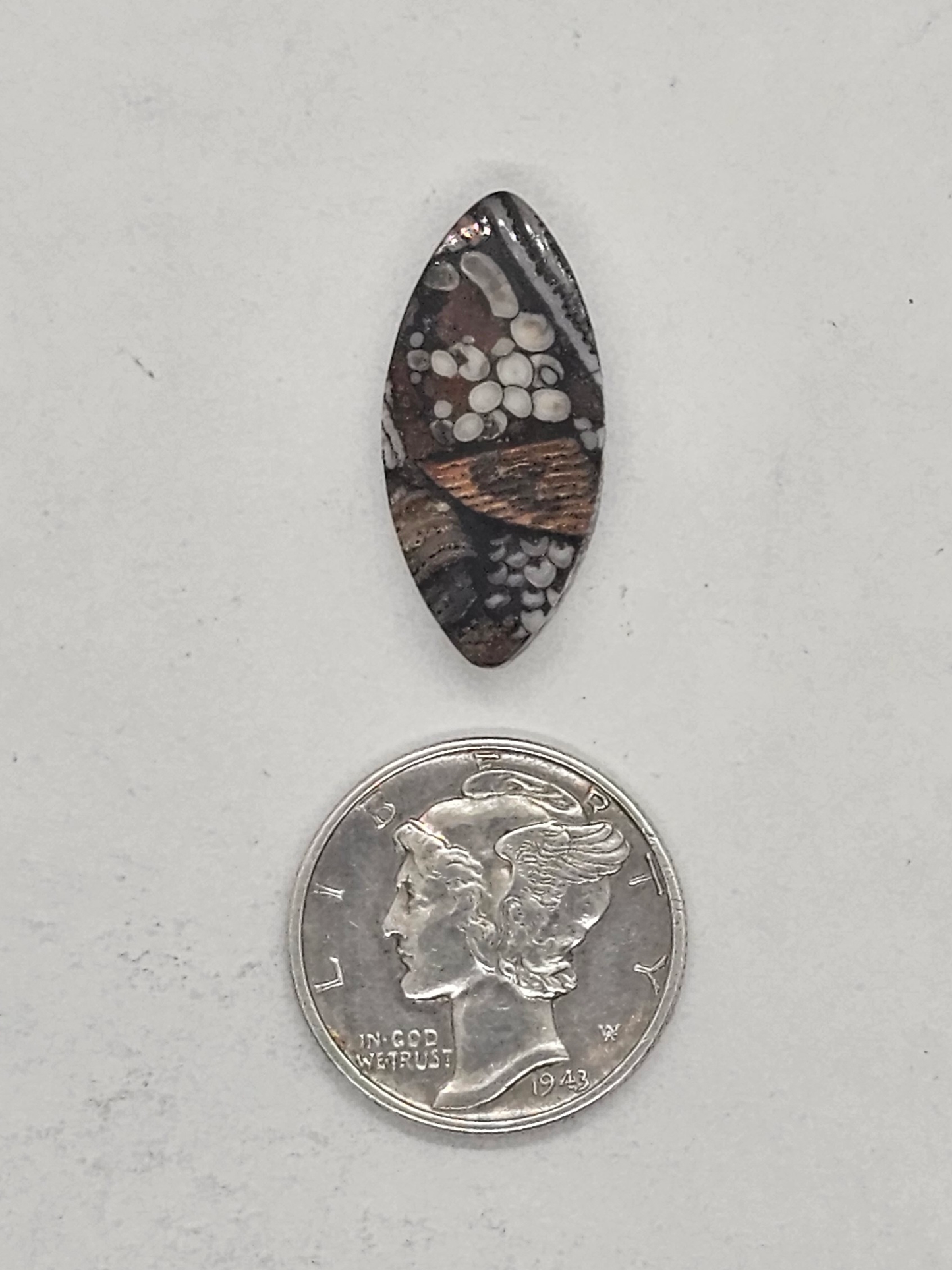 Petrified Fish Snakeskin FS-x-x-00133