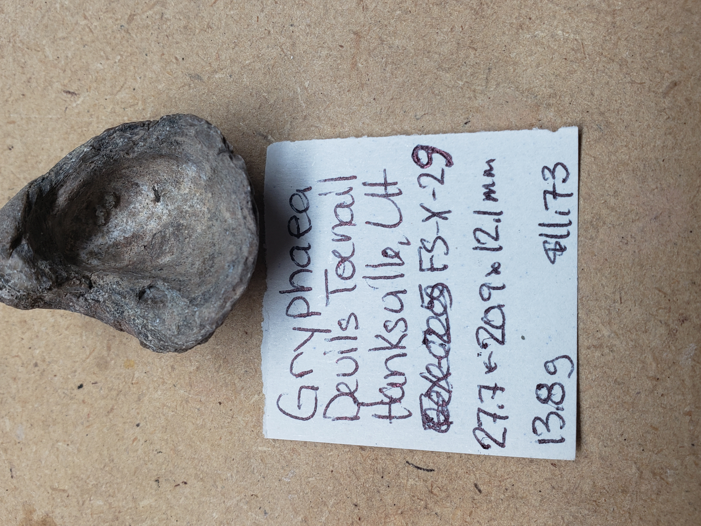 Gryphaea - Devil's Toenails FS-x-dt-29