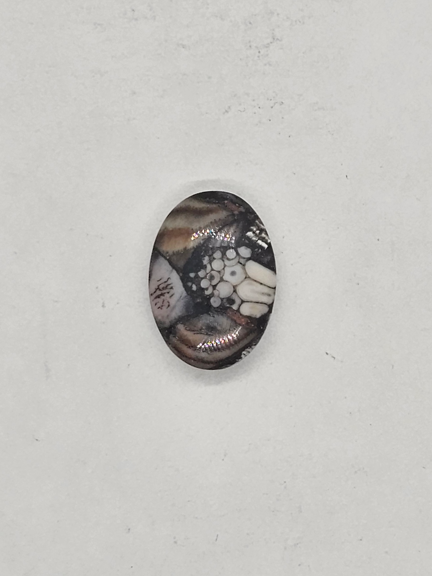 Petrified Fish Snakeskin FS-x-x-00137
