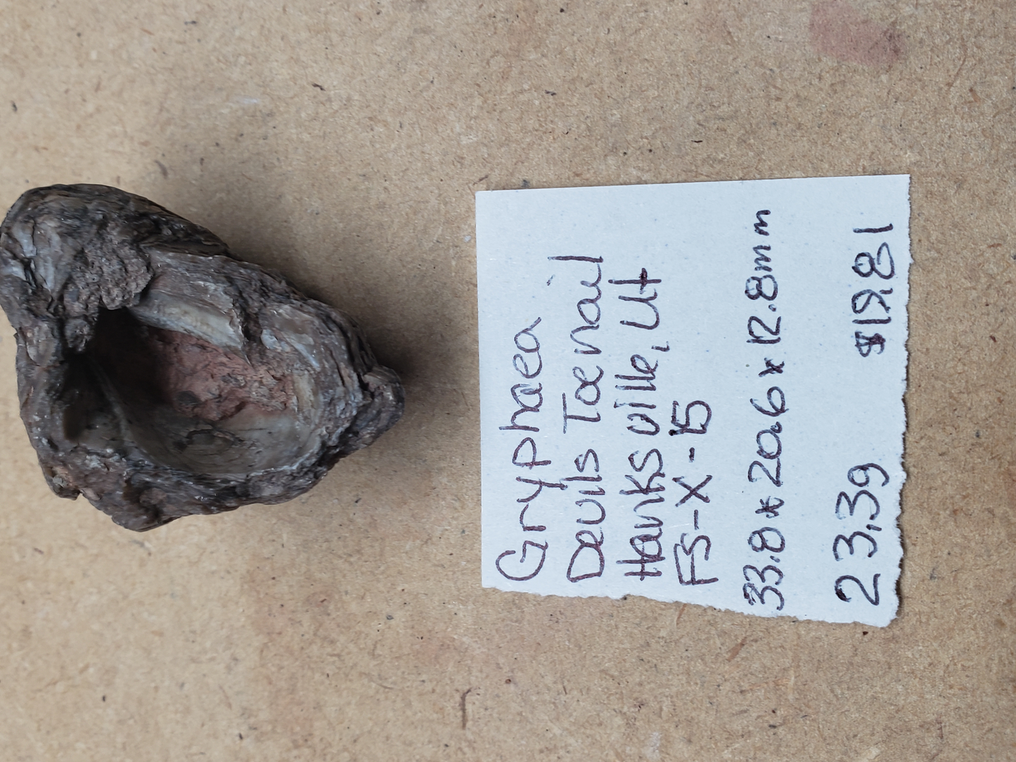 Gryphaea - Devil's Toenails FS-x-dt-15