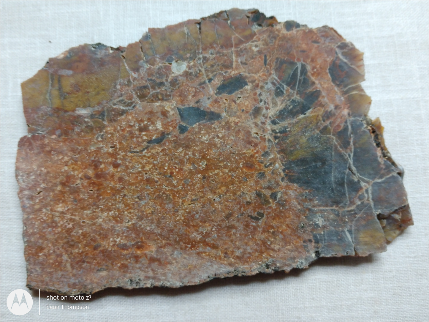 Petrified Wood PW-00005-03