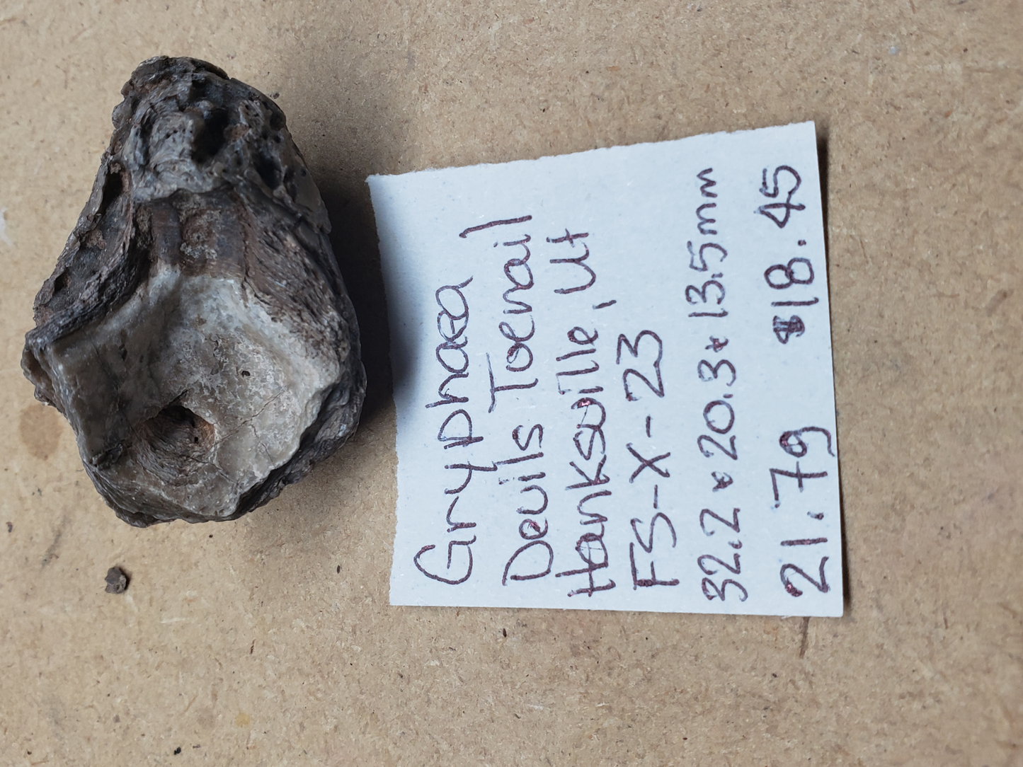 Gryphaea - Devil's Toenails FS-x-dt-23